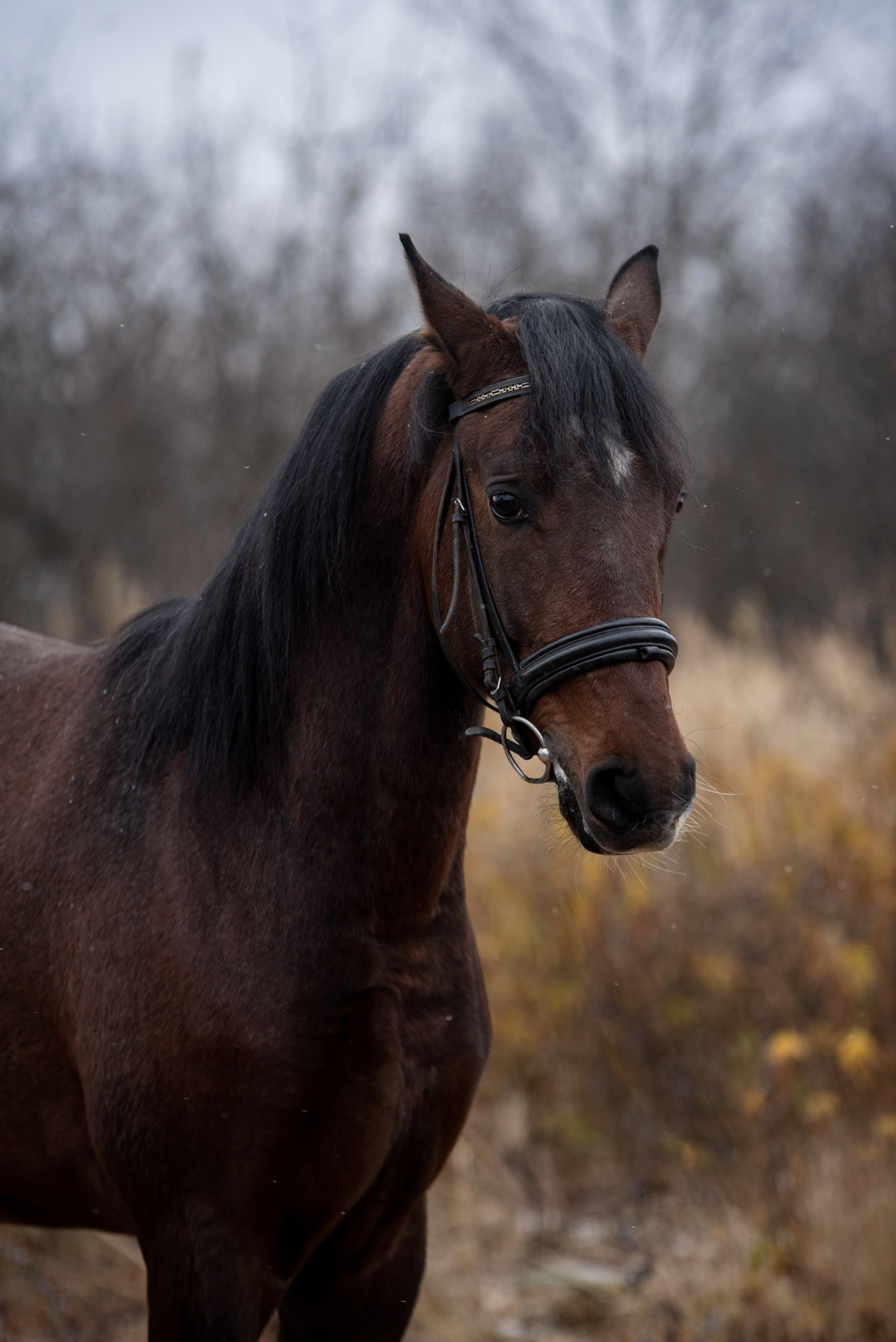Кони. Мотофотограф в Нижнем Новгороде Динара Зуйкова