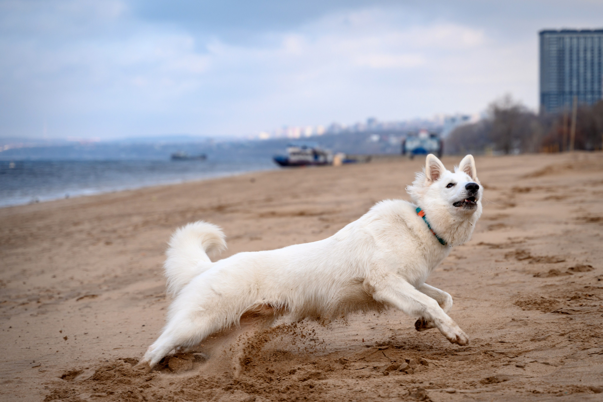 Рома, Оля и Оскар. Фотограф в Самаре Погребнякова Мария