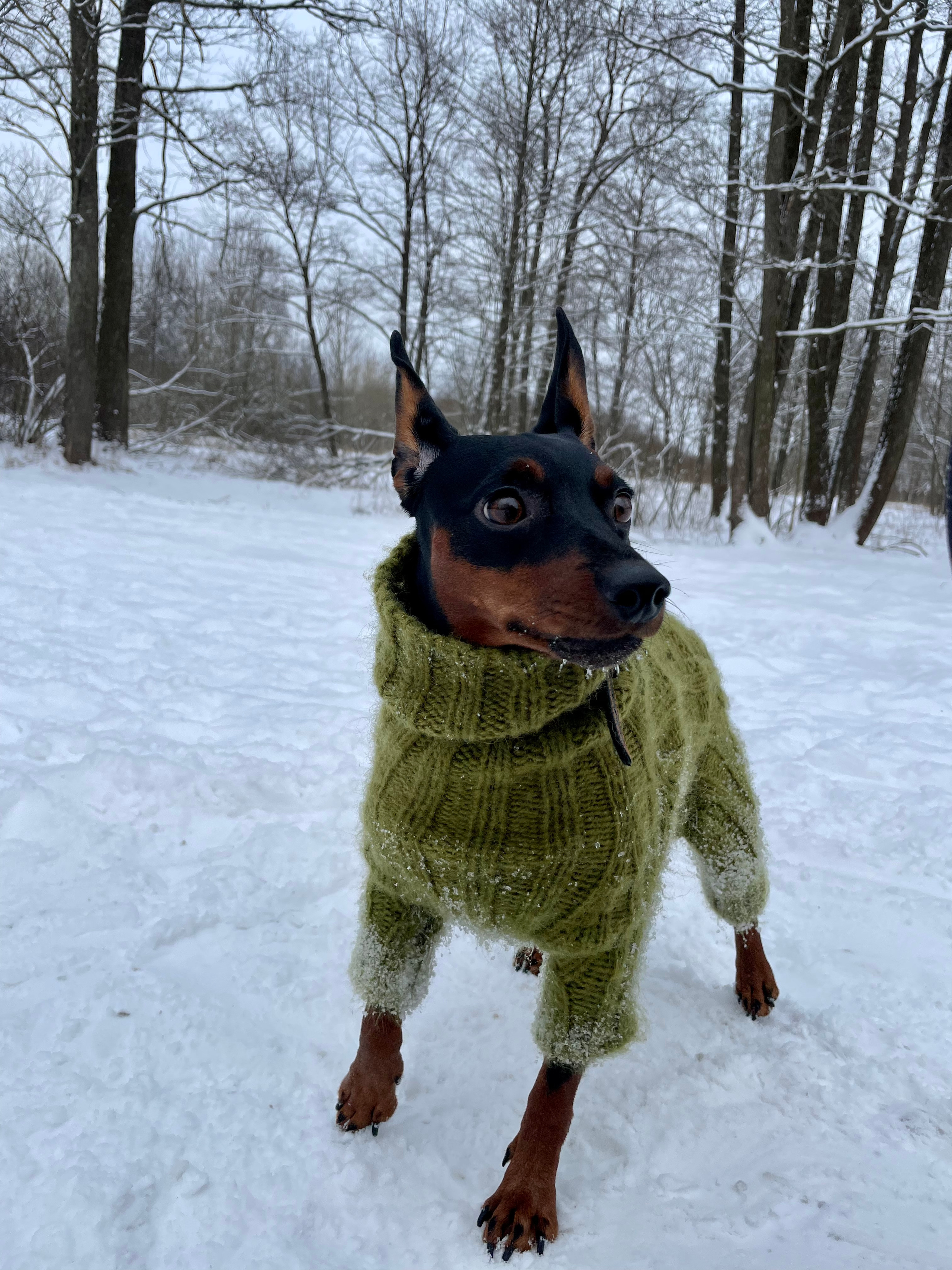 Животные. Художественная фотография