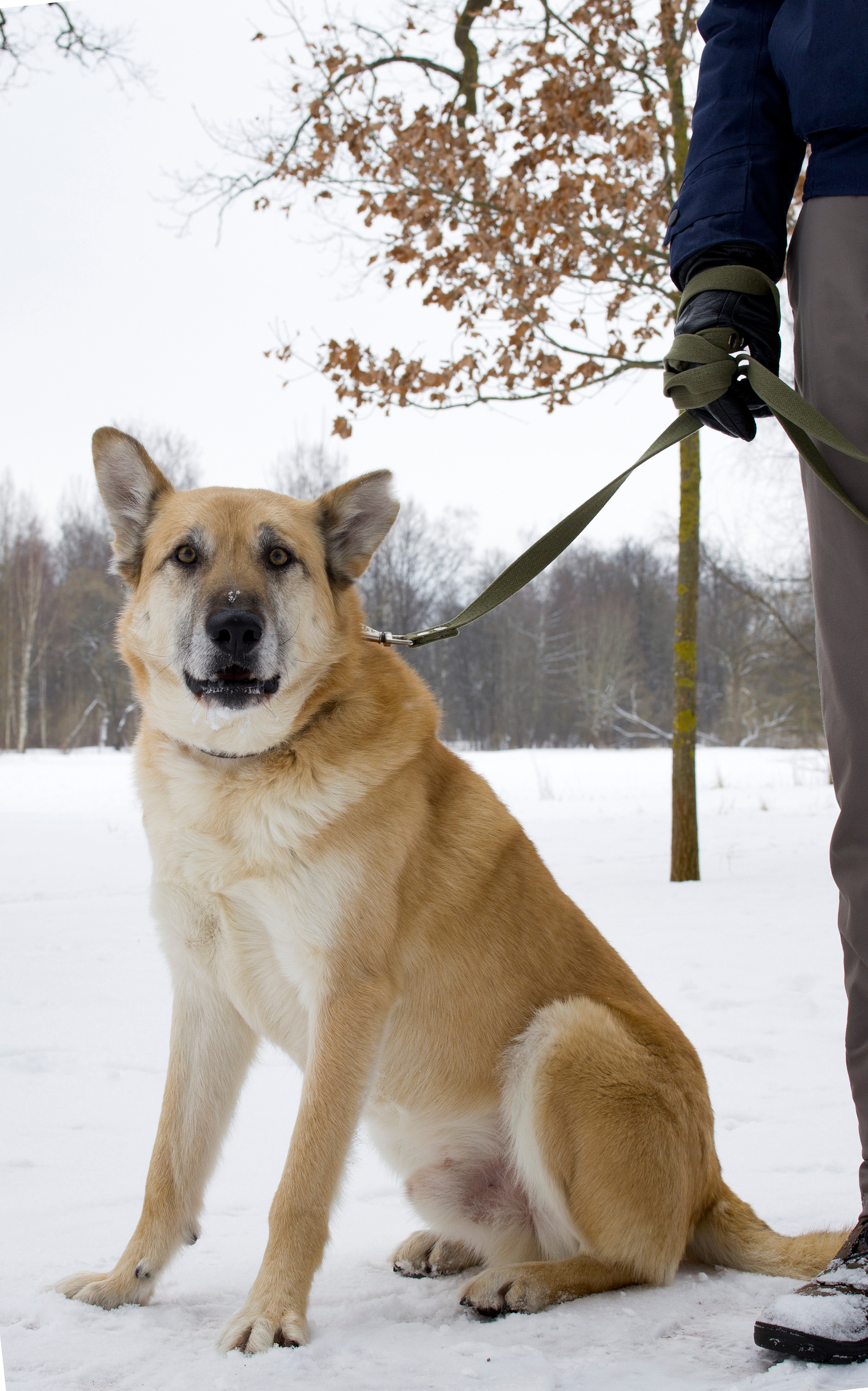Животные. Художественная фотография