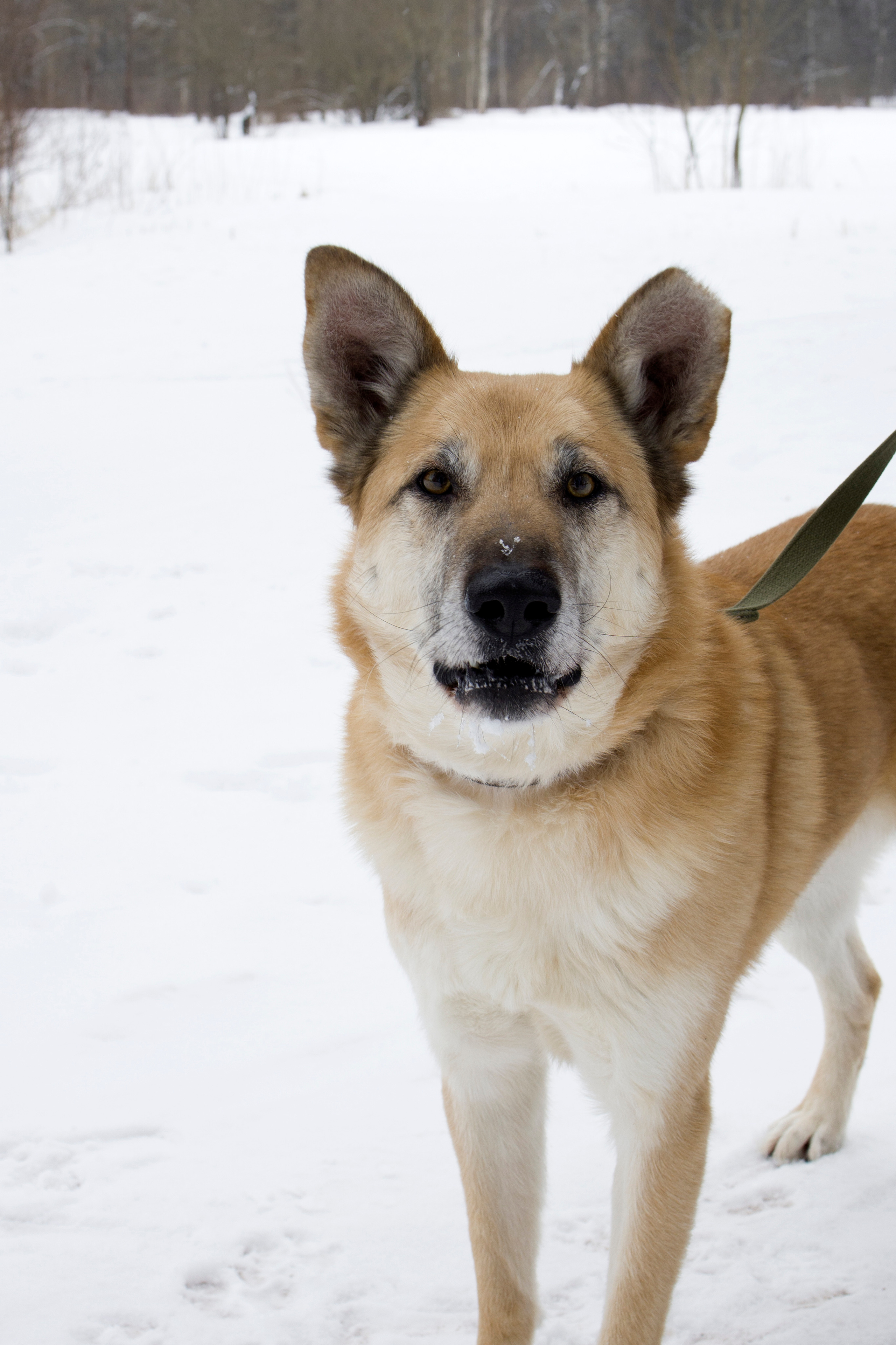 Животные. Художественная фотография