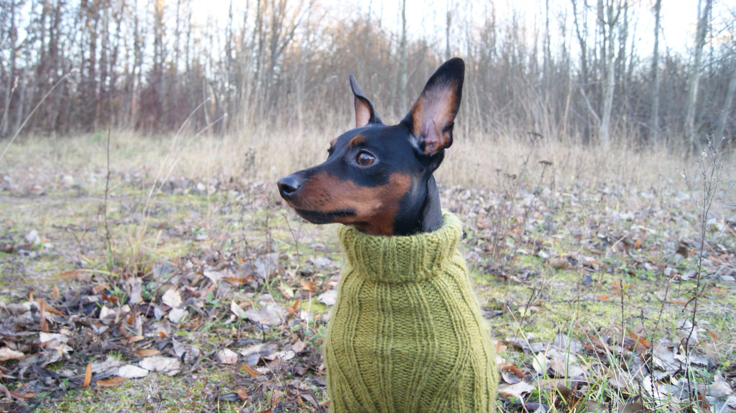 Животные. Художественная фотография