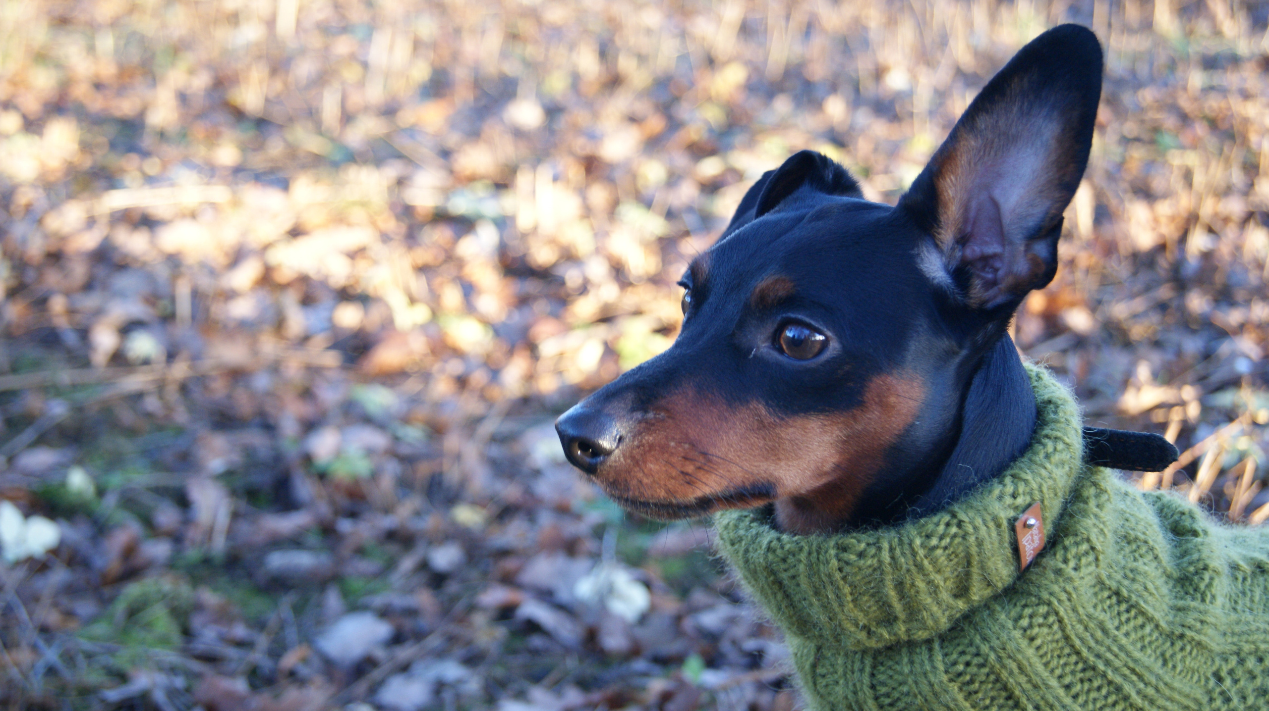 Животные. Художественная фотография