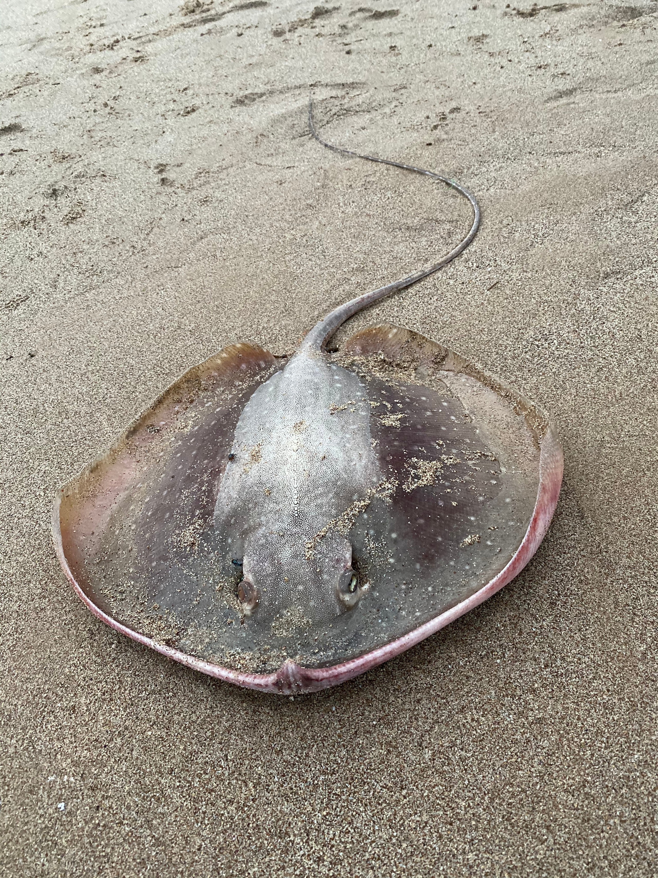 Эмираты — 19. Своя Мастерская