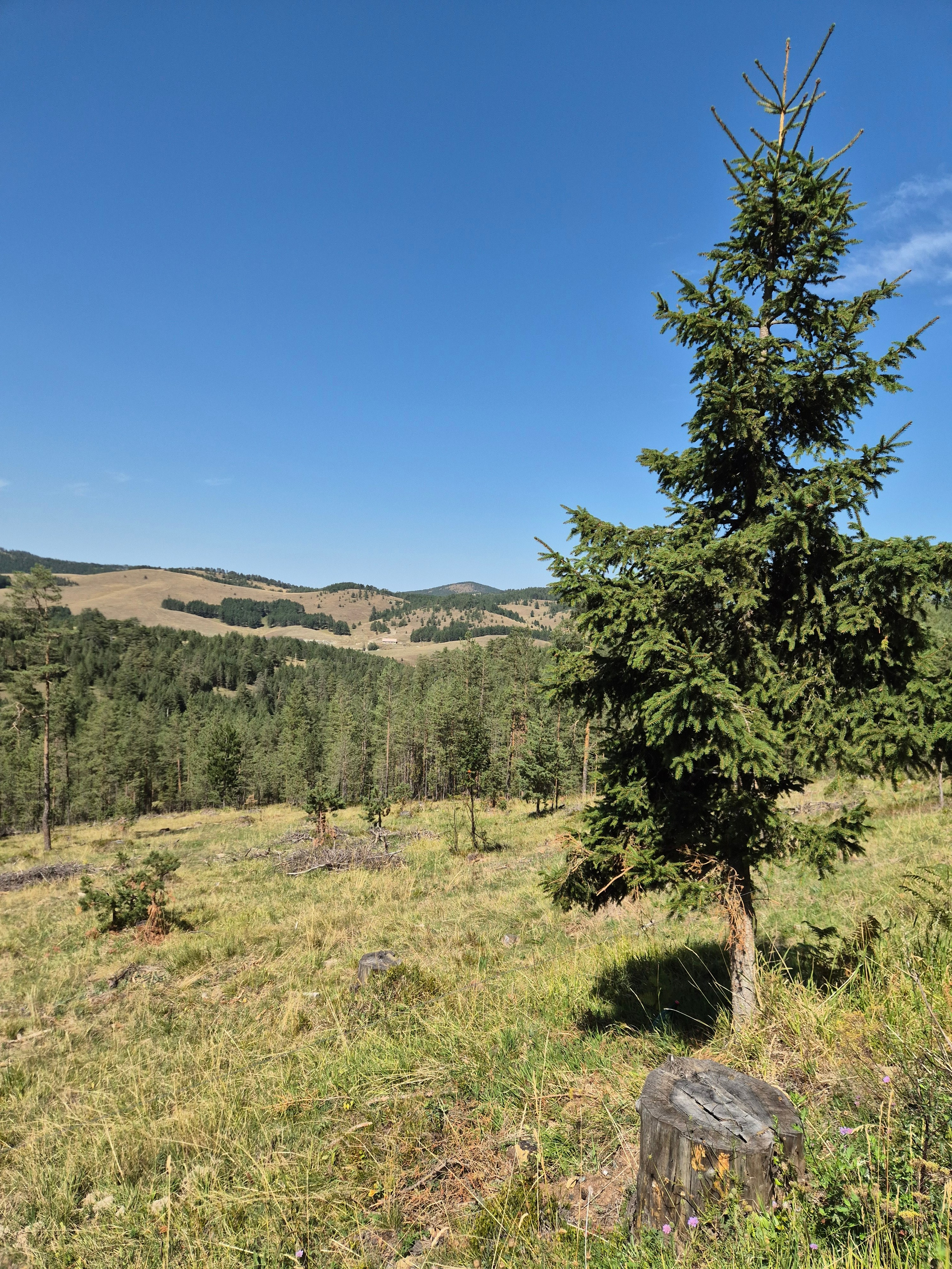 Путь осложнился тем, что за несколько недель прошел ураган, и половина маршрута была завалена деревьями. Пробраться было можно, но приятная прогулка по лесной тропинке превратилась в серьезный поход