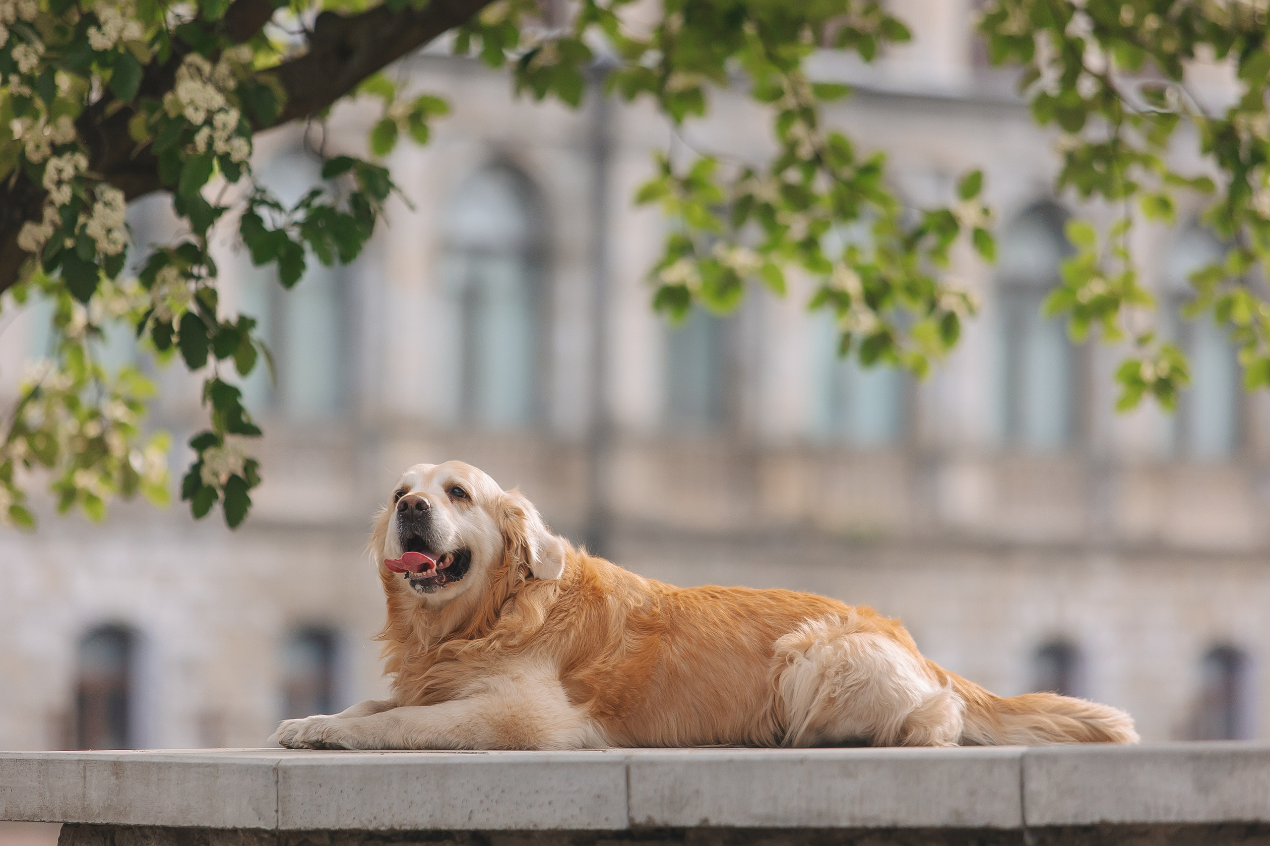 Золотистый ретривер Кант, Калининград. Свадебный и женский фотограф