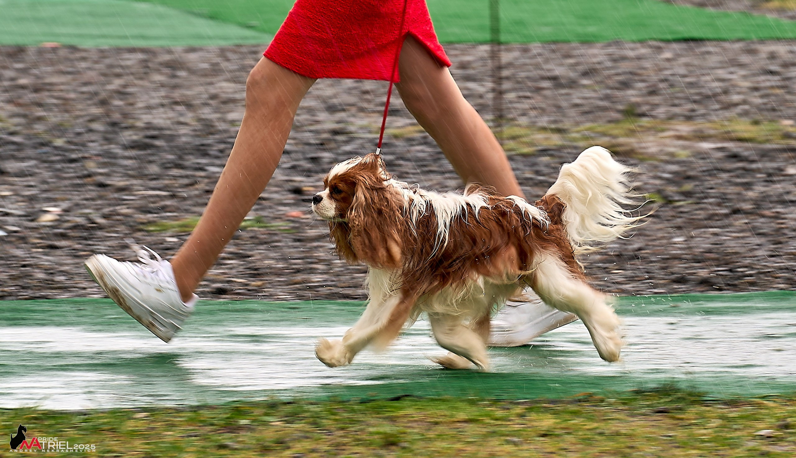 Репортаж с выставки собак