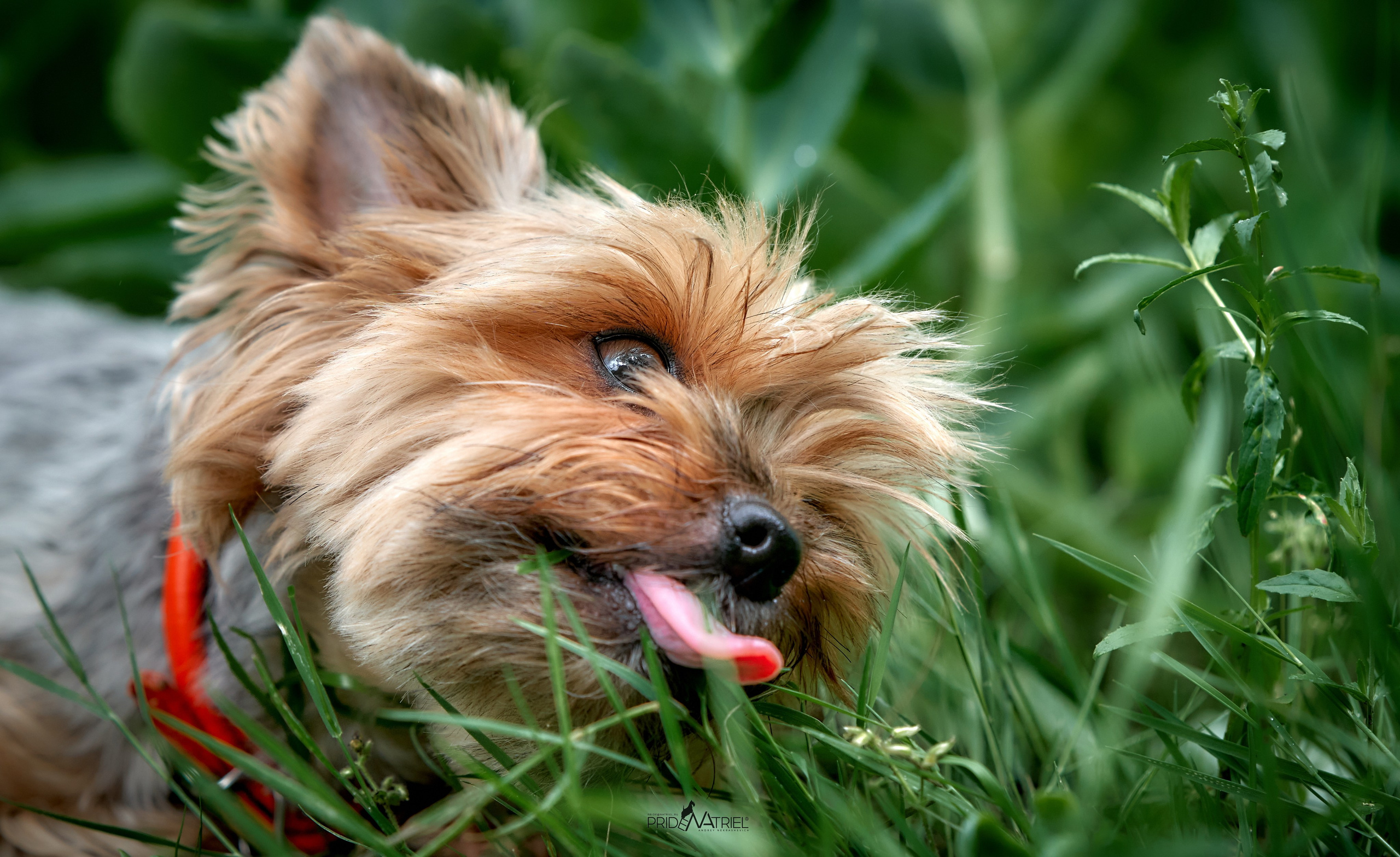 Йоркширский терьер Циля