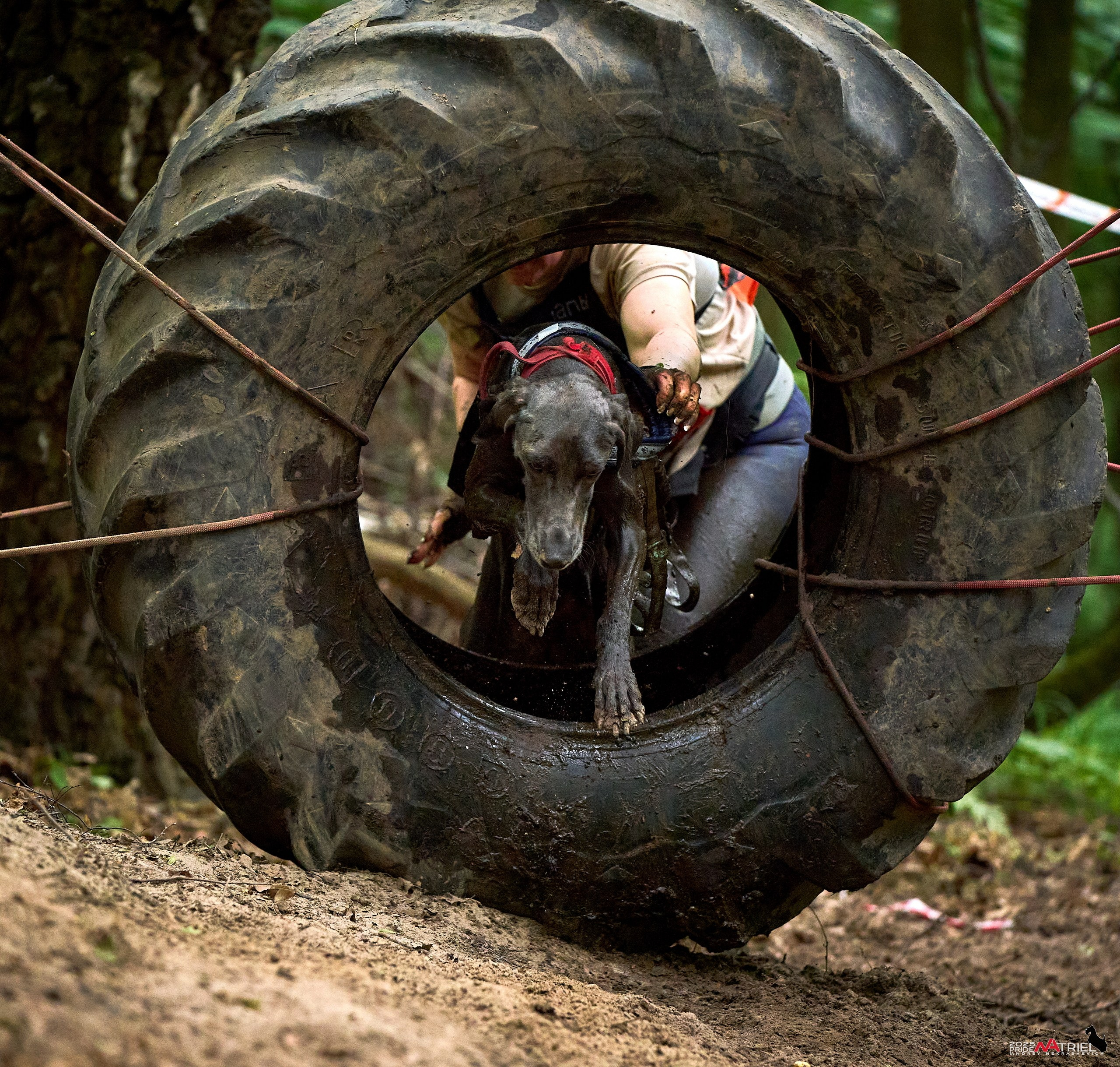 Russian Extreme Dog Trail — 2025