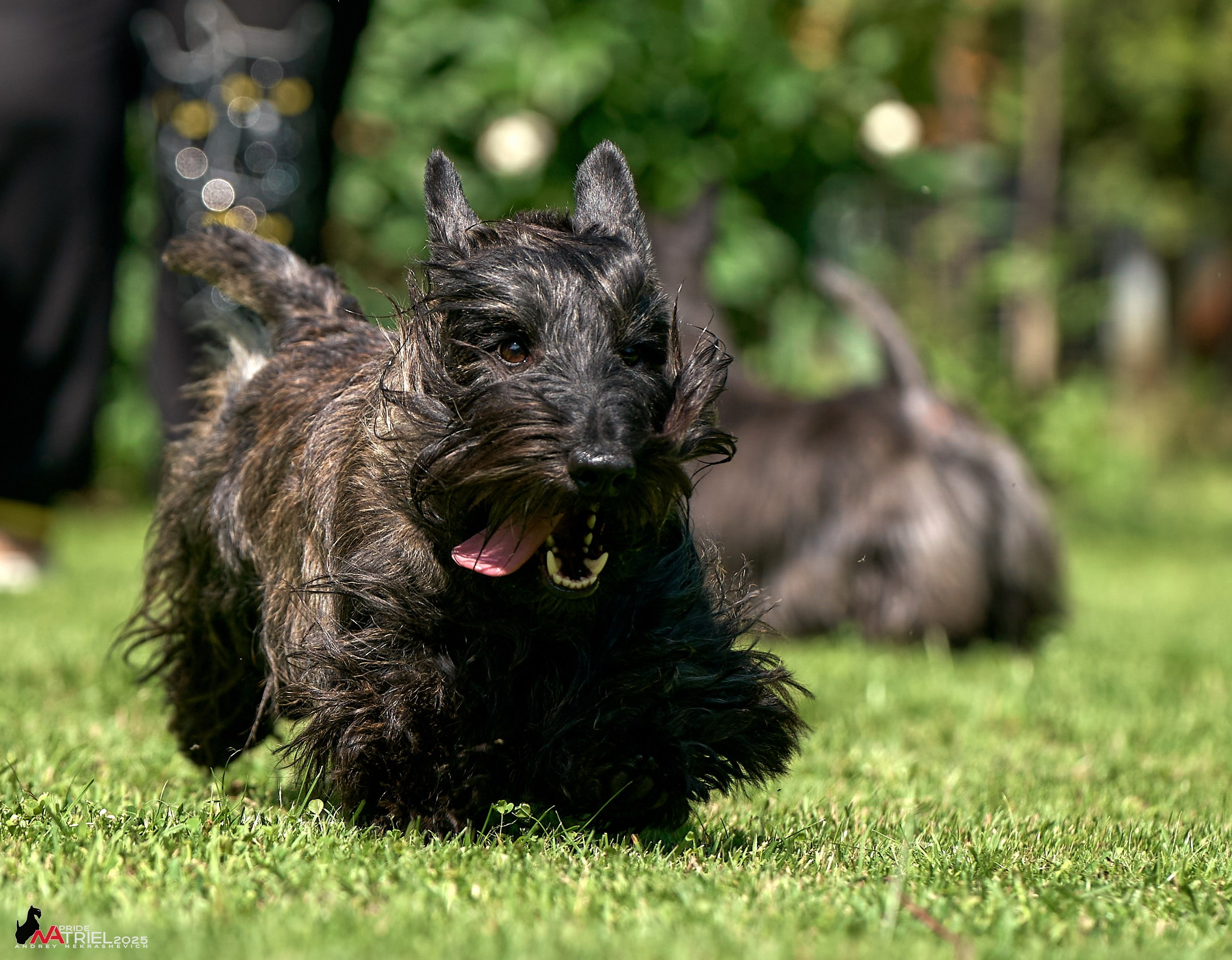 Алабаи и скотч-терьеры в питомнике у Ольги