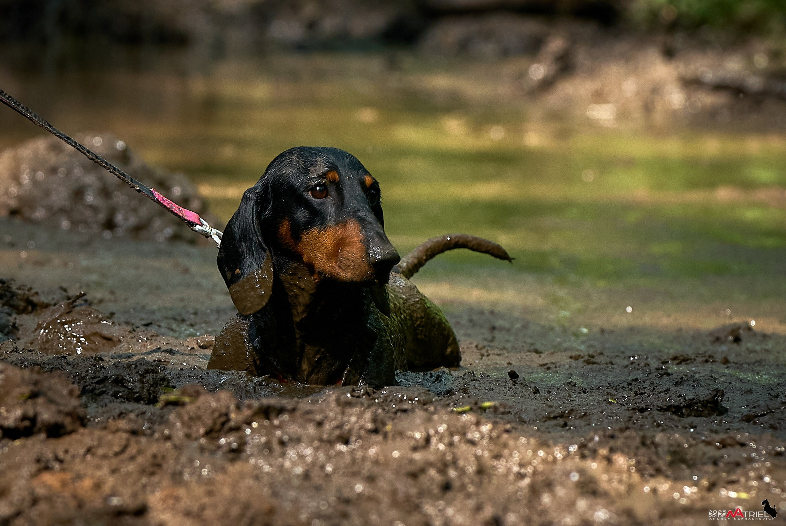 Russian Extreme Dog Trail — 2025