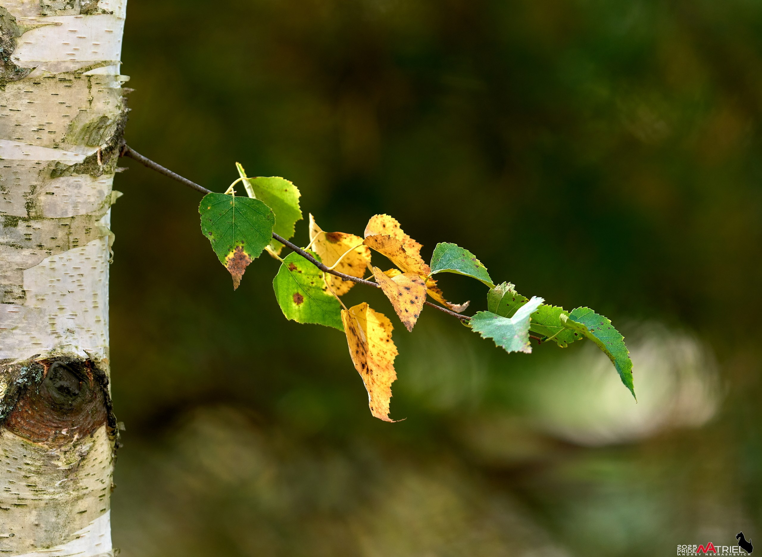 Съемка с объективом Sony 200-600 на камеру Sony A1m2