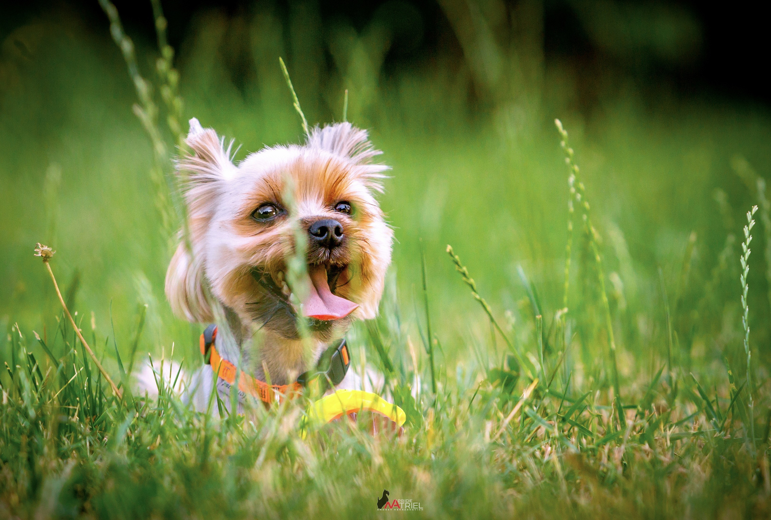 Йоркширский терьер Циля