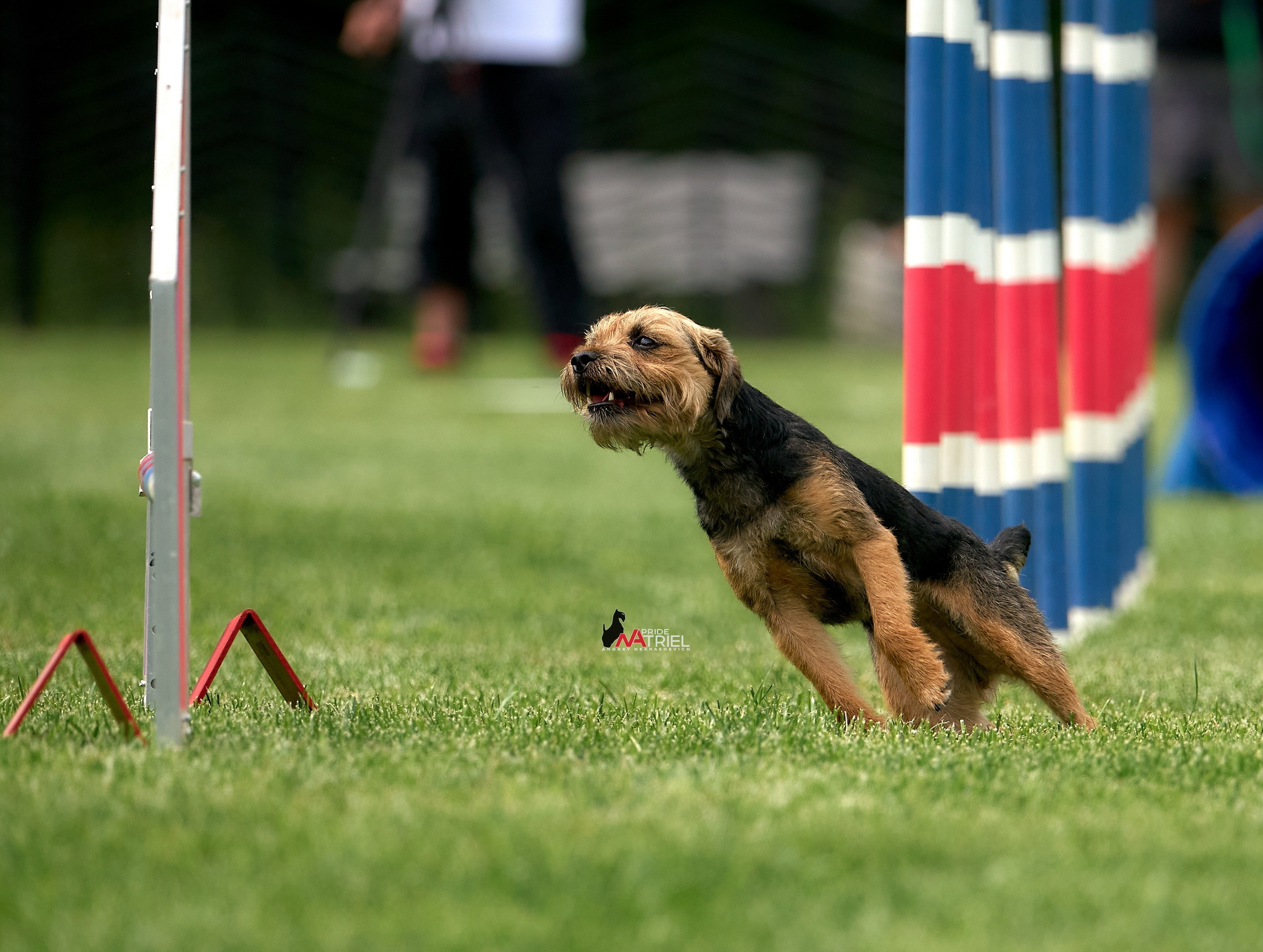 Аджилити — галерея NATRIEL