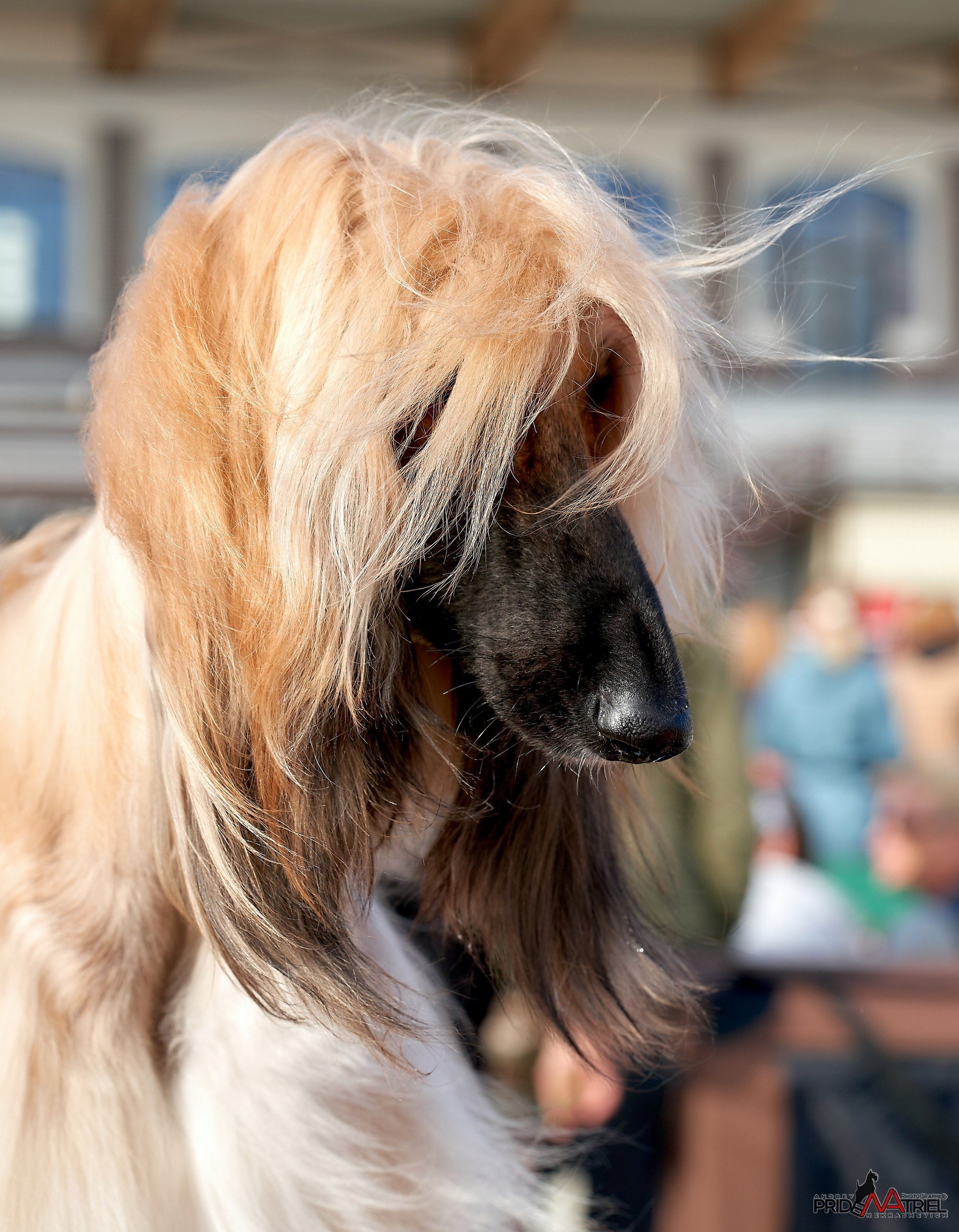 Портреты собак — галерея NATRIEL