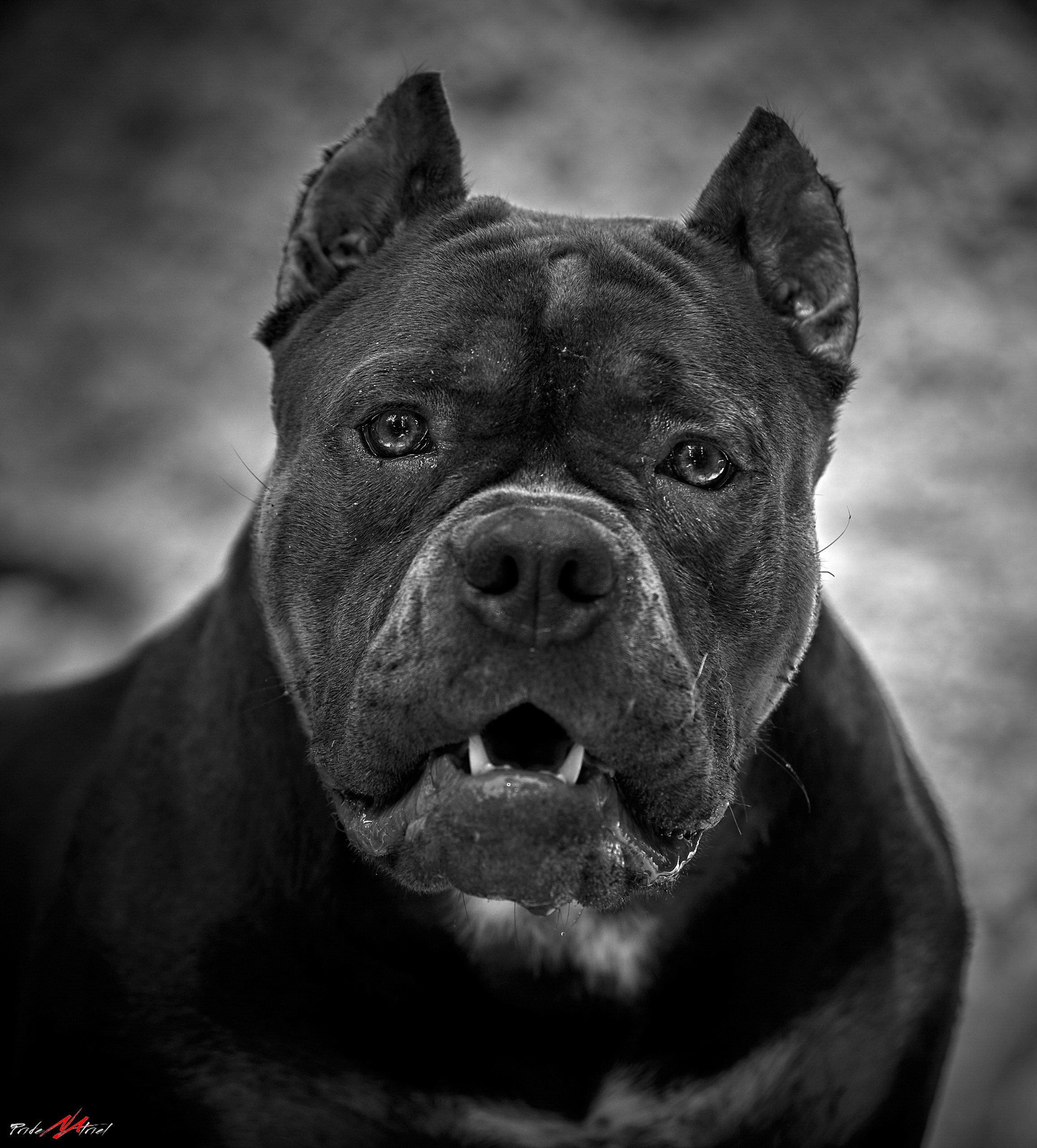 Портреты собак — галерея NATRIEL