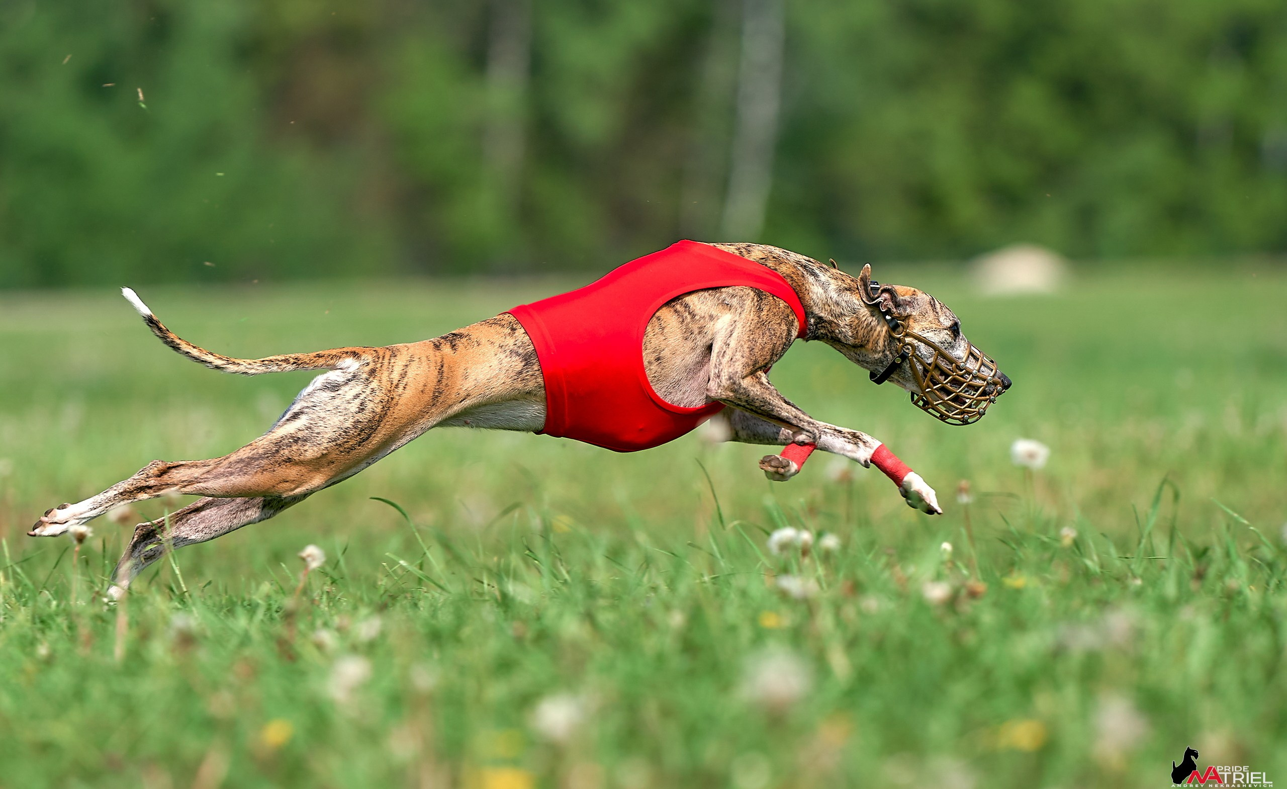 Съемка курсинг — галерея NATRIEL