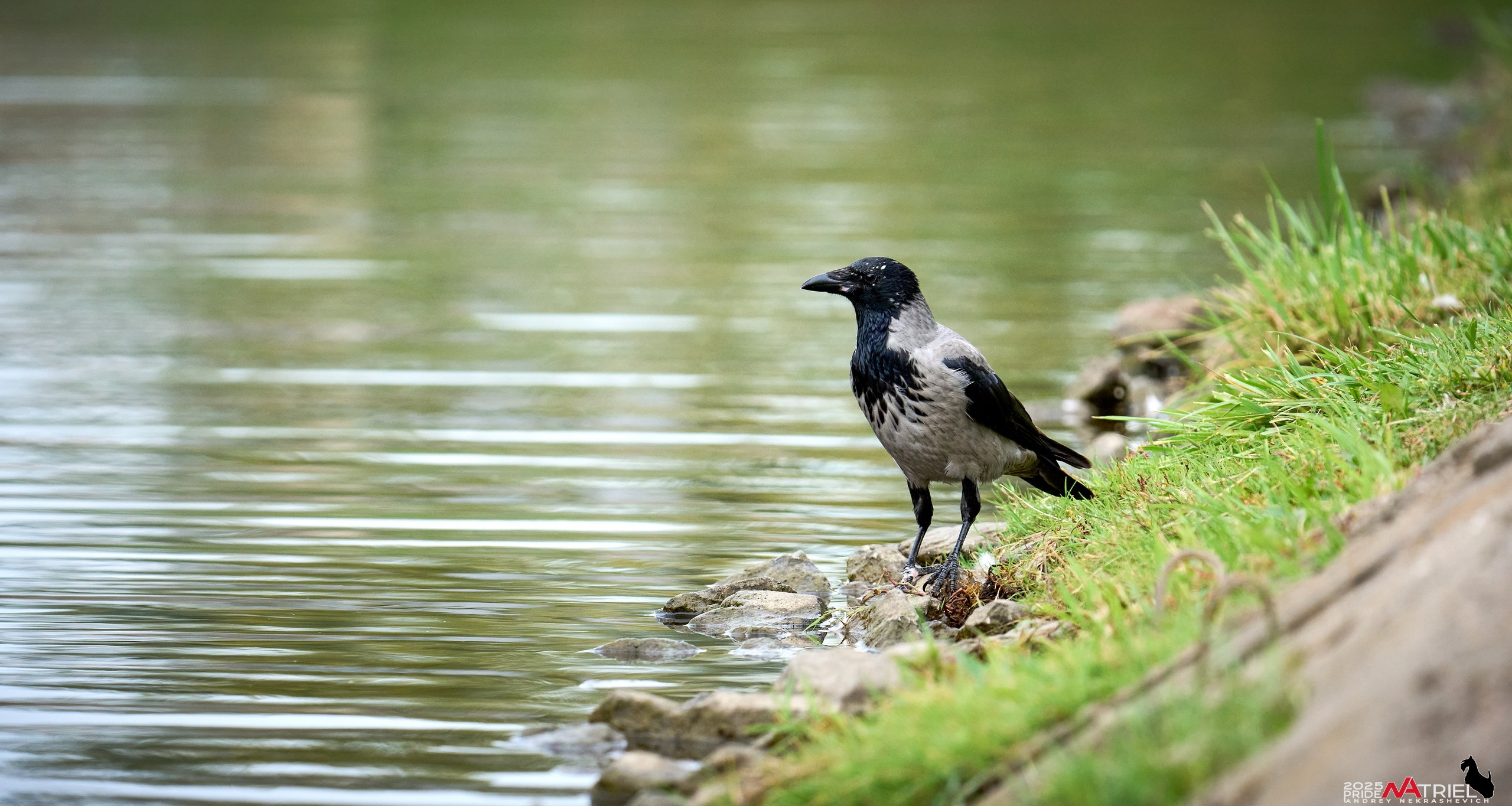 Съемка с объективом Sony 200-600 на камеру Sony A1m2