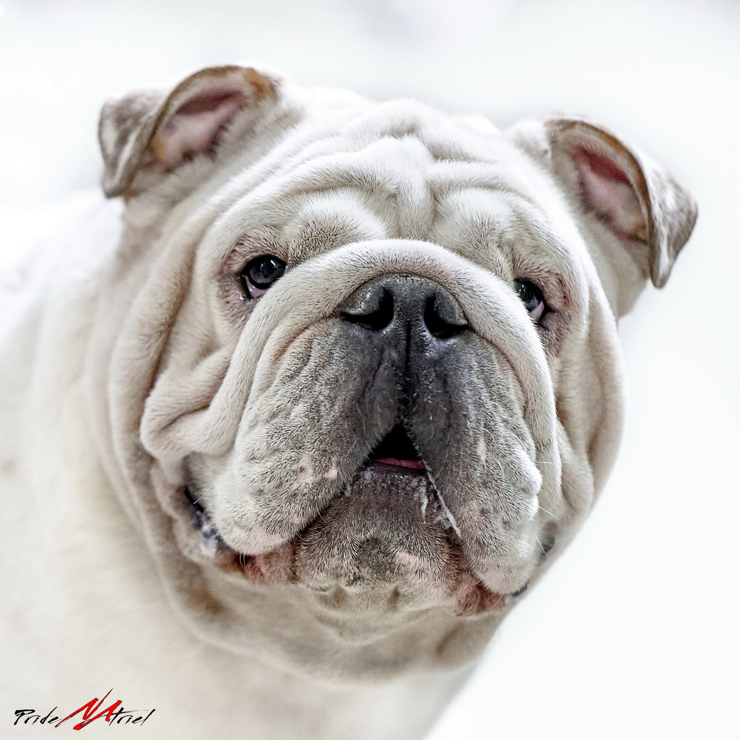 Портреты собак — галерея NATRIEL