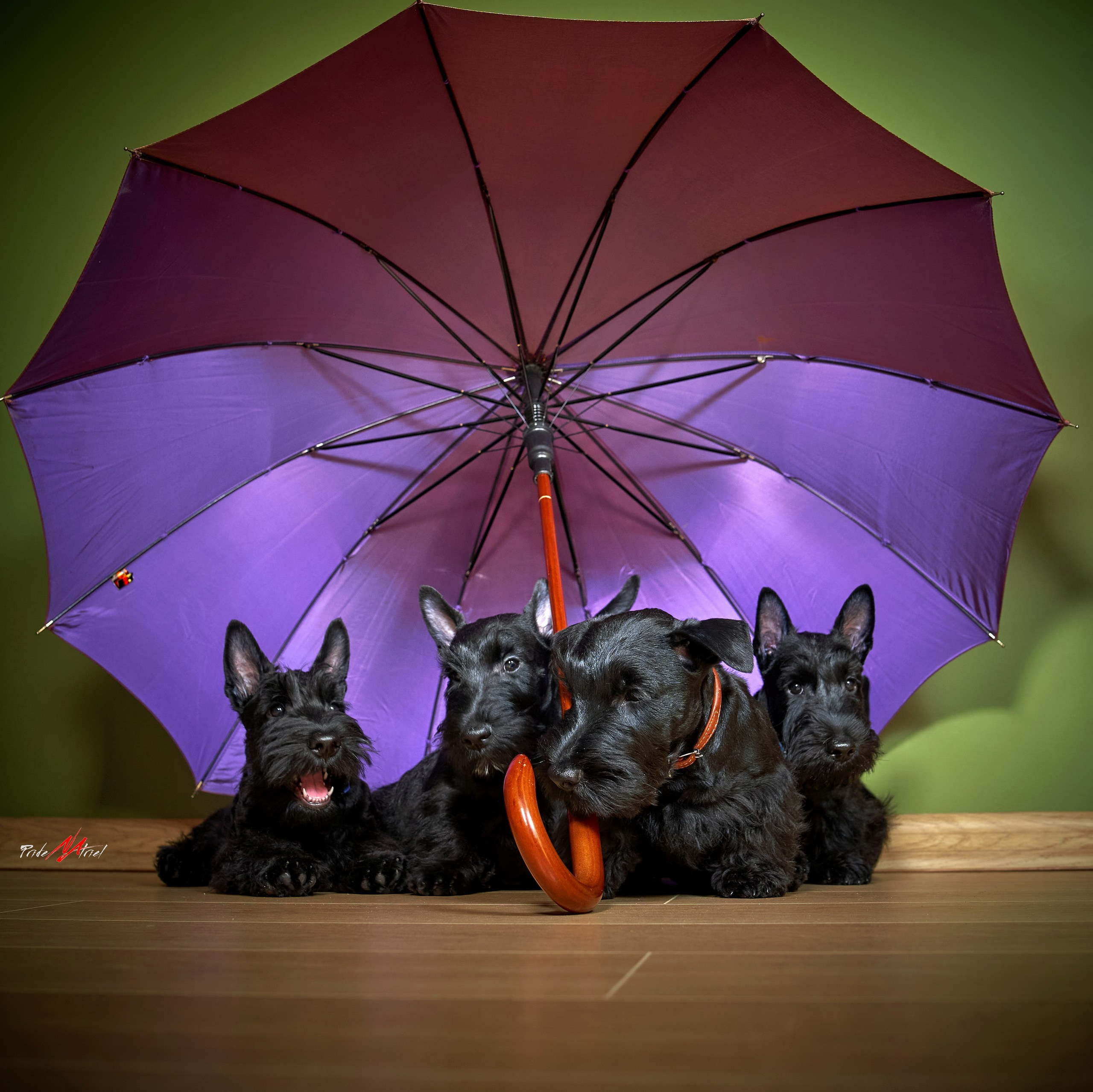 Щенки дома — галерея NATRIEL