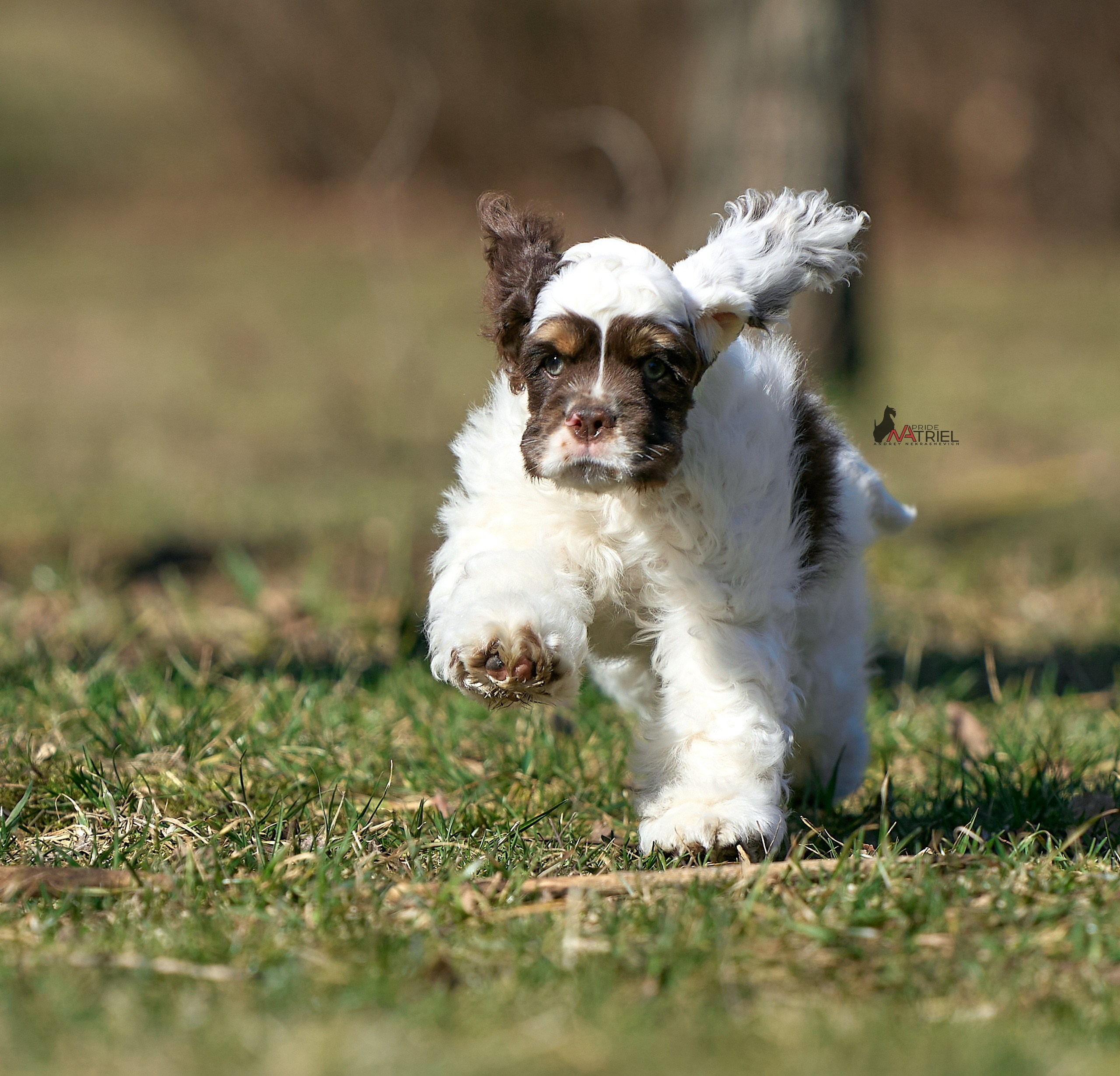 Прогулка со щенком