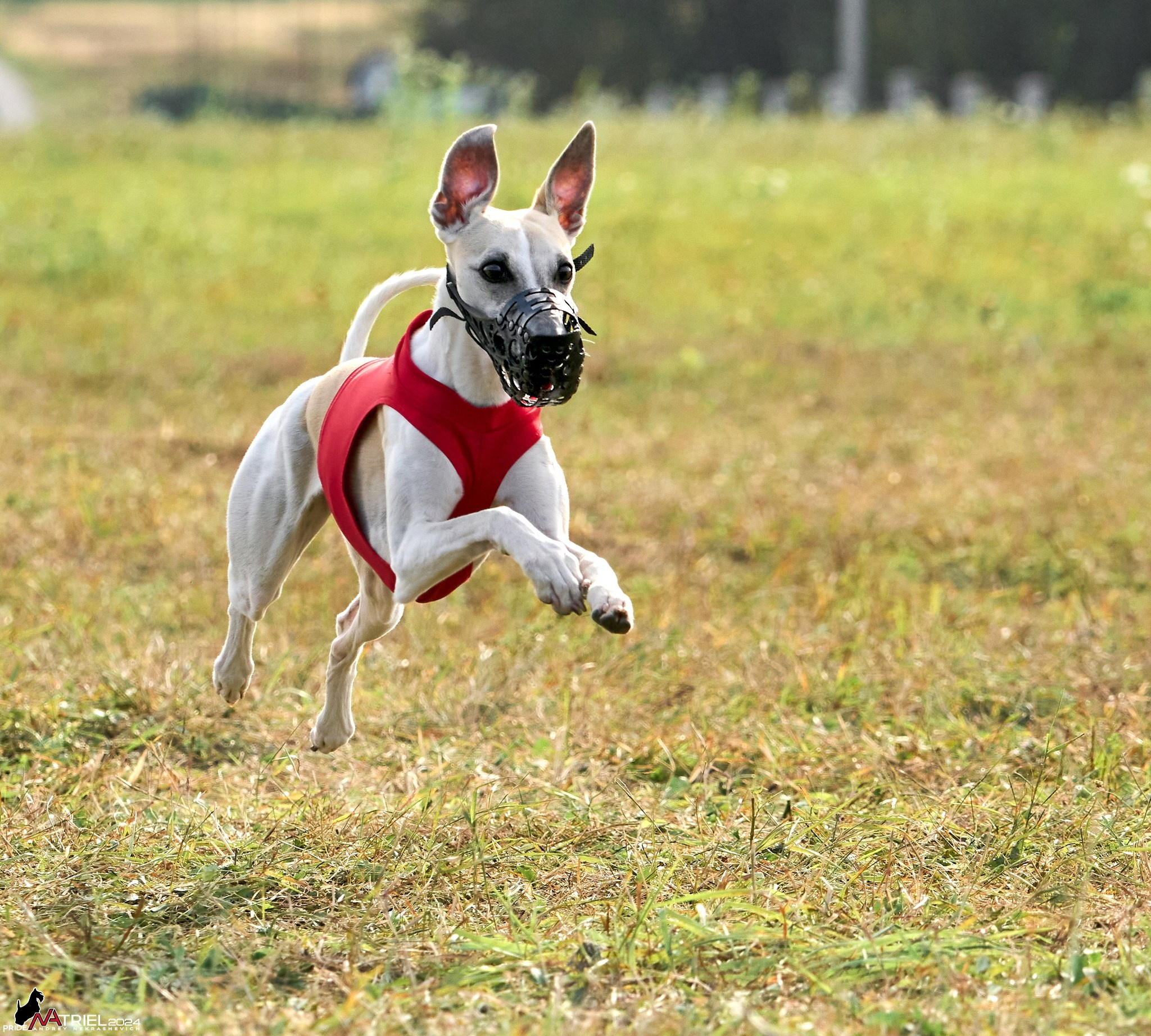 Курсинг в Иволге