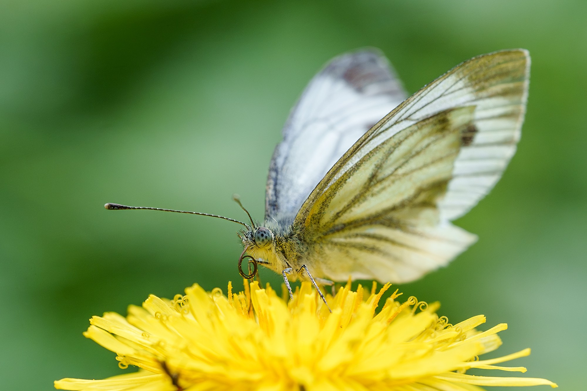 Макросъёмка. Ваш личный фотограф Марина Волкова