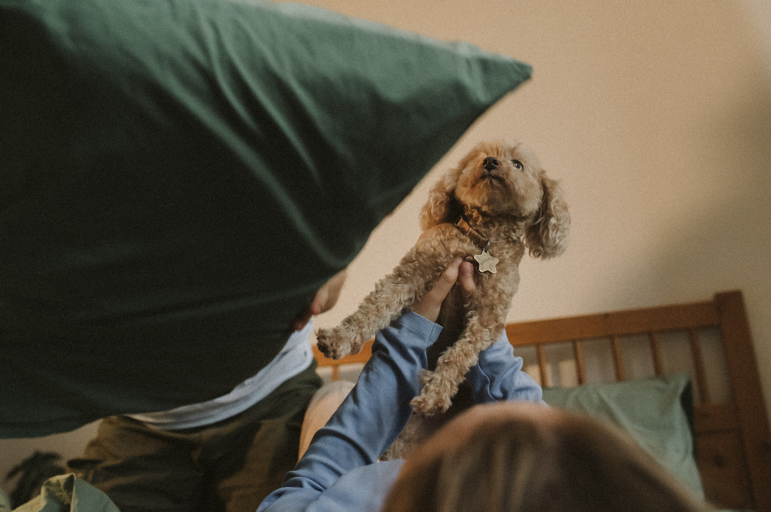 Ання и её кудрявая команда. Фотограф анималист в Москве Ольга Агушева