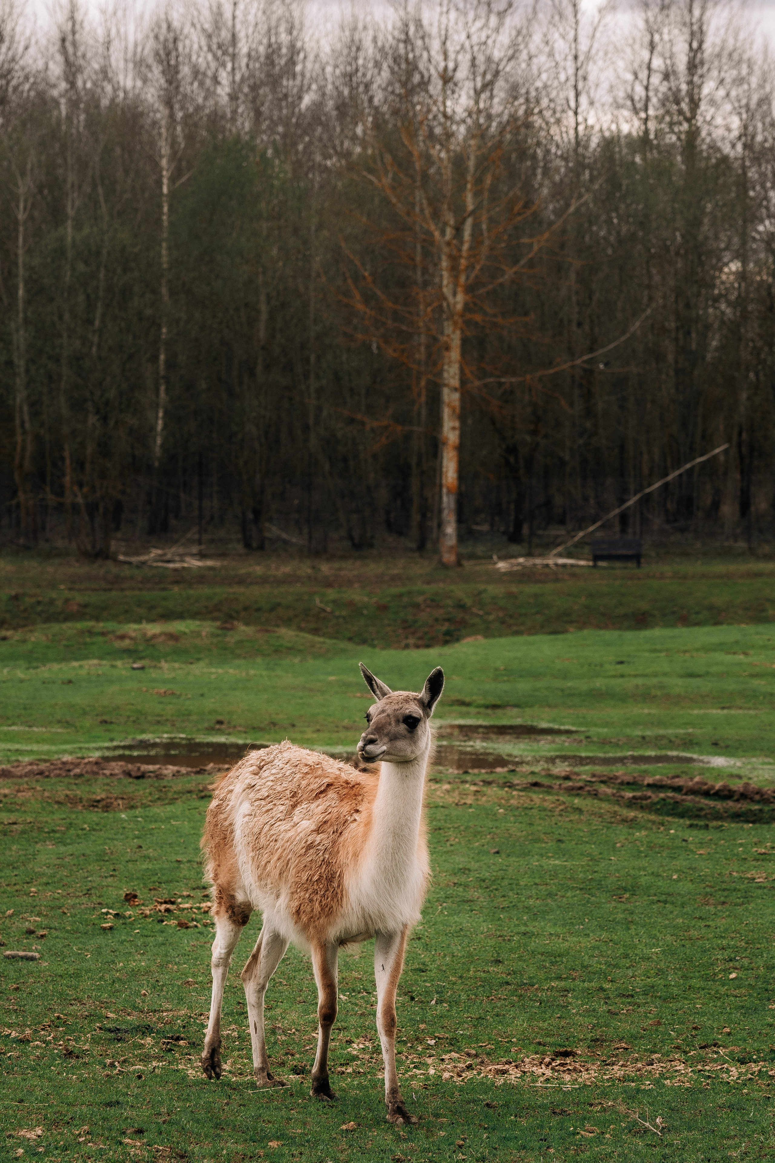 Фотосъемка мероприятия в ранчо Аванпост. Свадебный и семейный фотограф в Москве и МО Геннадий Туманцев