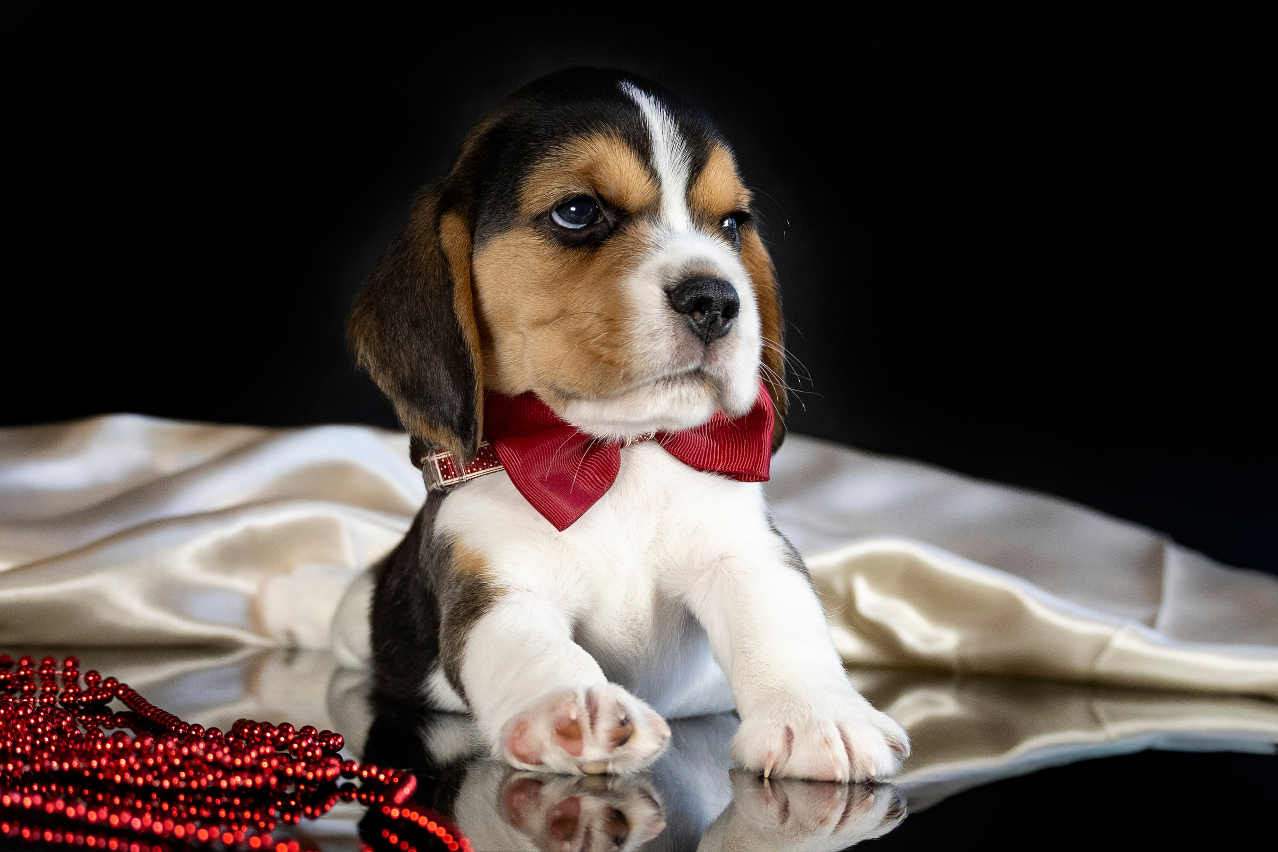 Фотосессия щенков бигля. Фотограф анималист в Санкт-Петербурге Таша Крейв