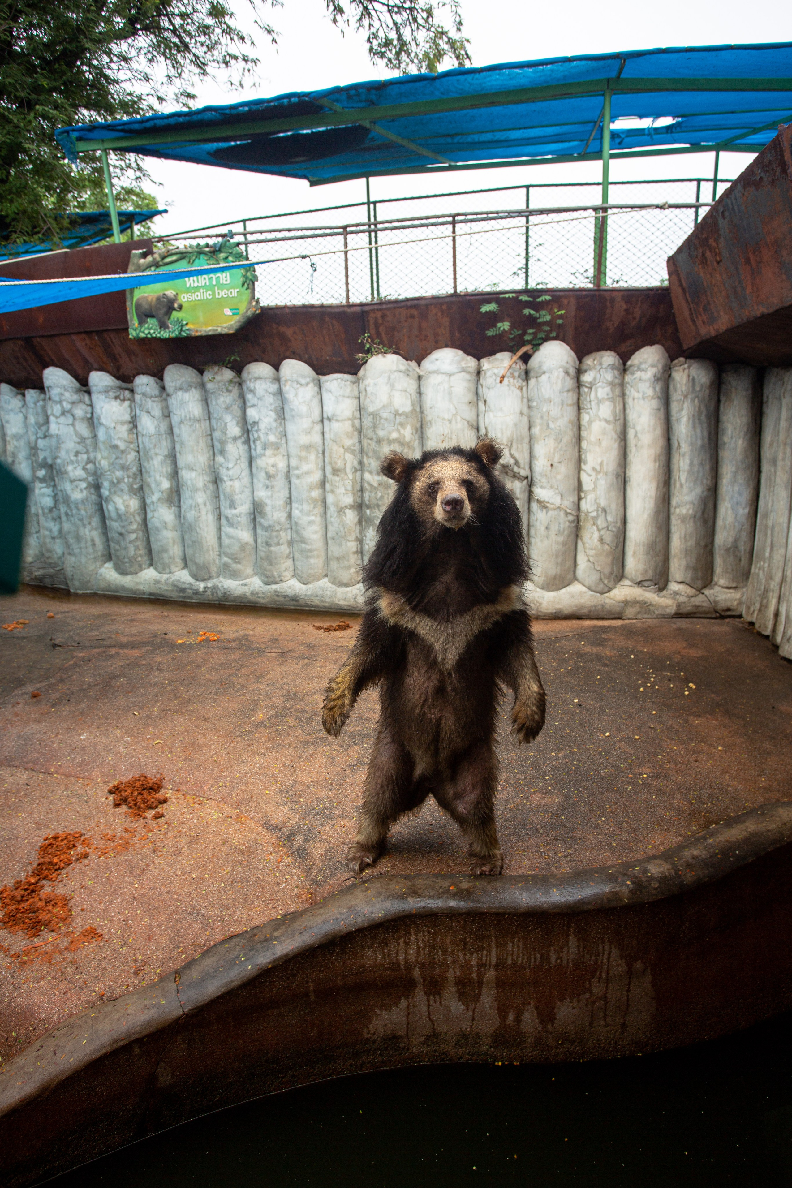 Samut Prakan Crocodile Farm & Zoo. Photographer Sonkina Tatiana (Tanya Ash)