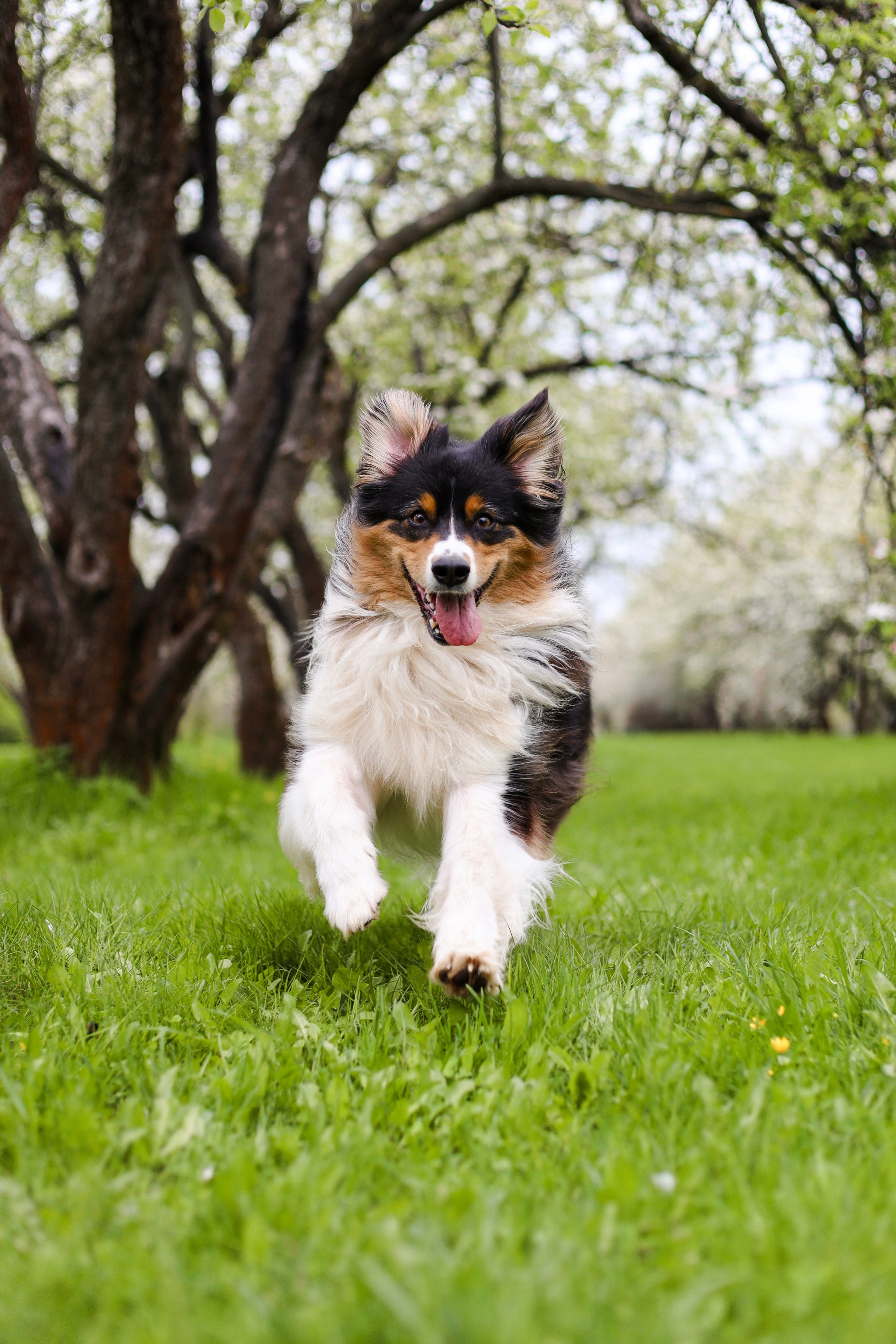 Келли и Света. Фотограф-анималист Ксения Шевцова|Москва