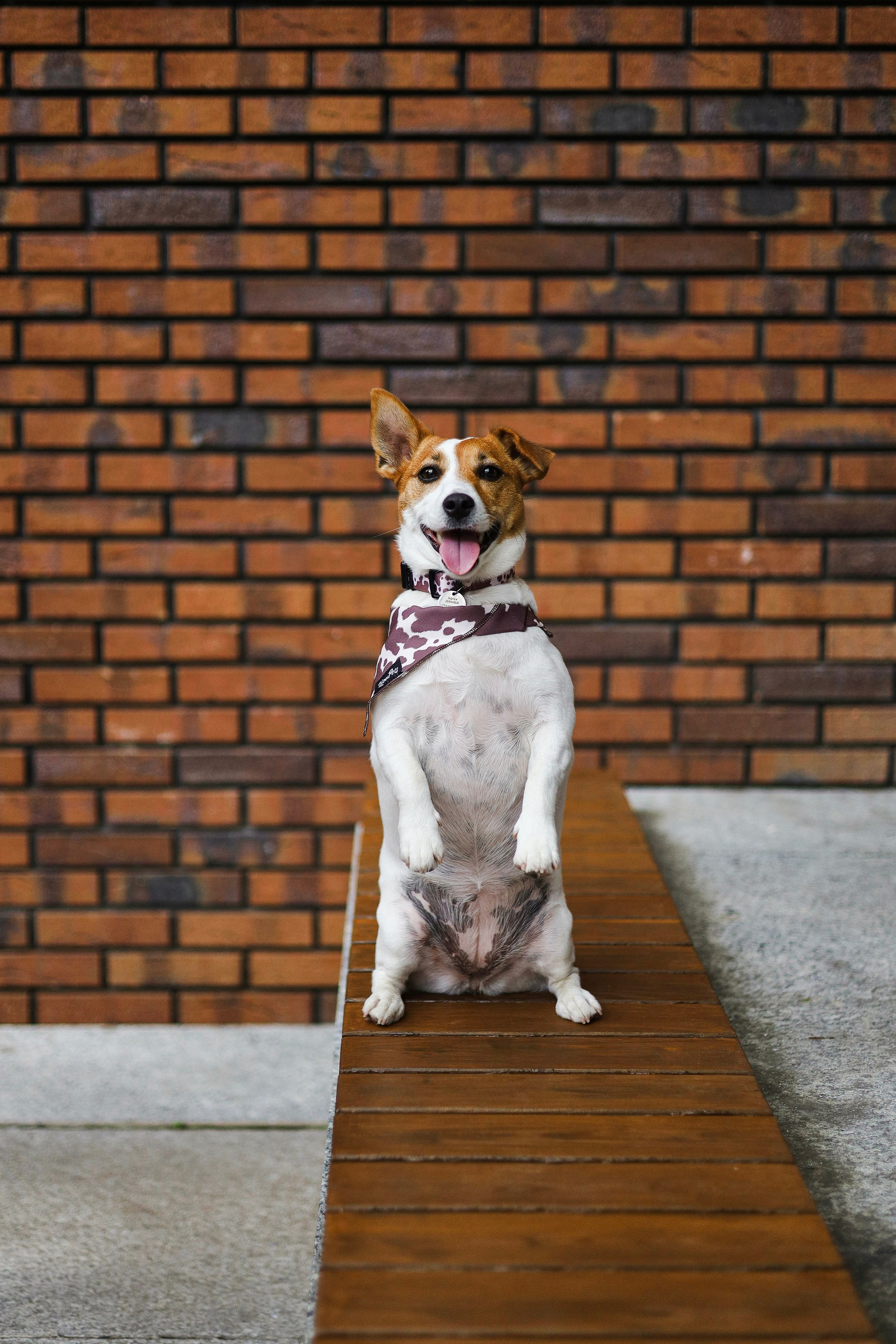 Холли и Катя. Фотограф-анималист Ксения Шевцова|Москва