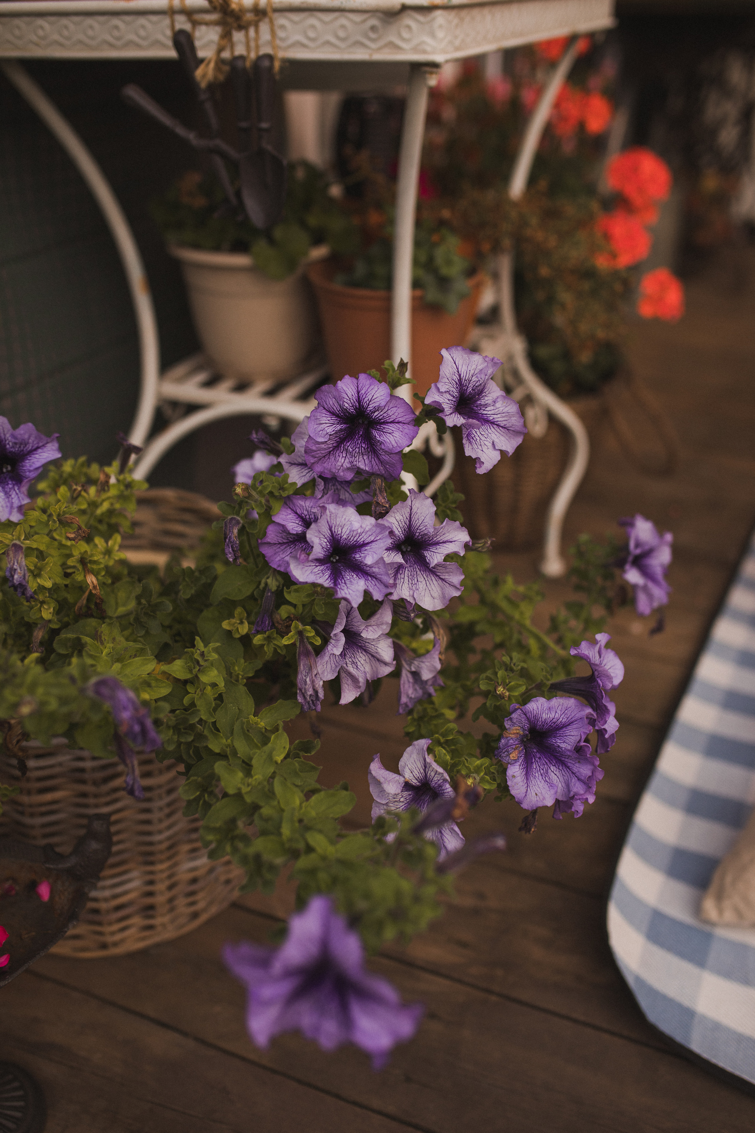 Ангелина и Николь. Свадебный и семейный фотограф в Белгороде Евгения Курочкина