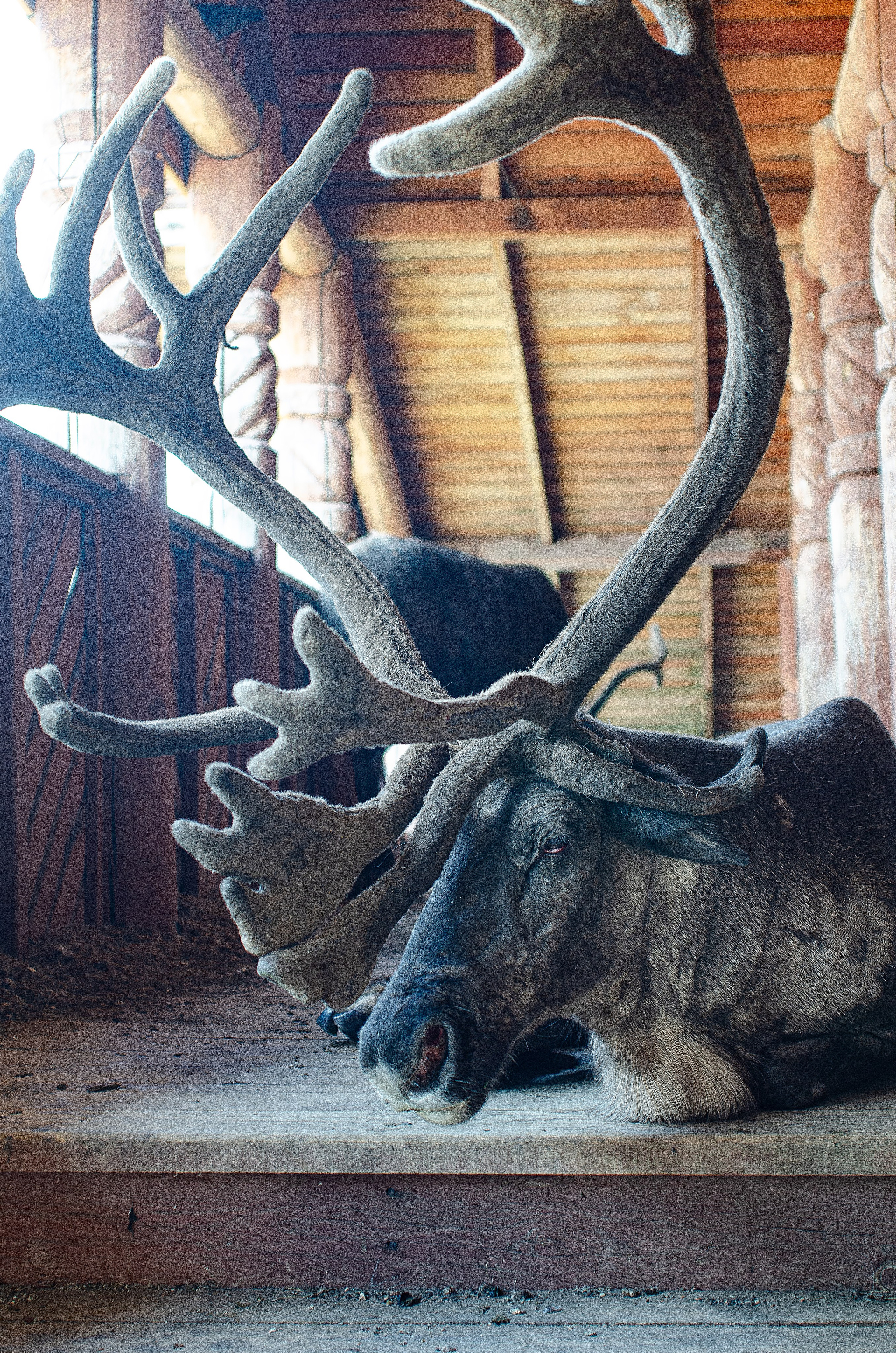 Птицы.Животные. Sreda fotoArt