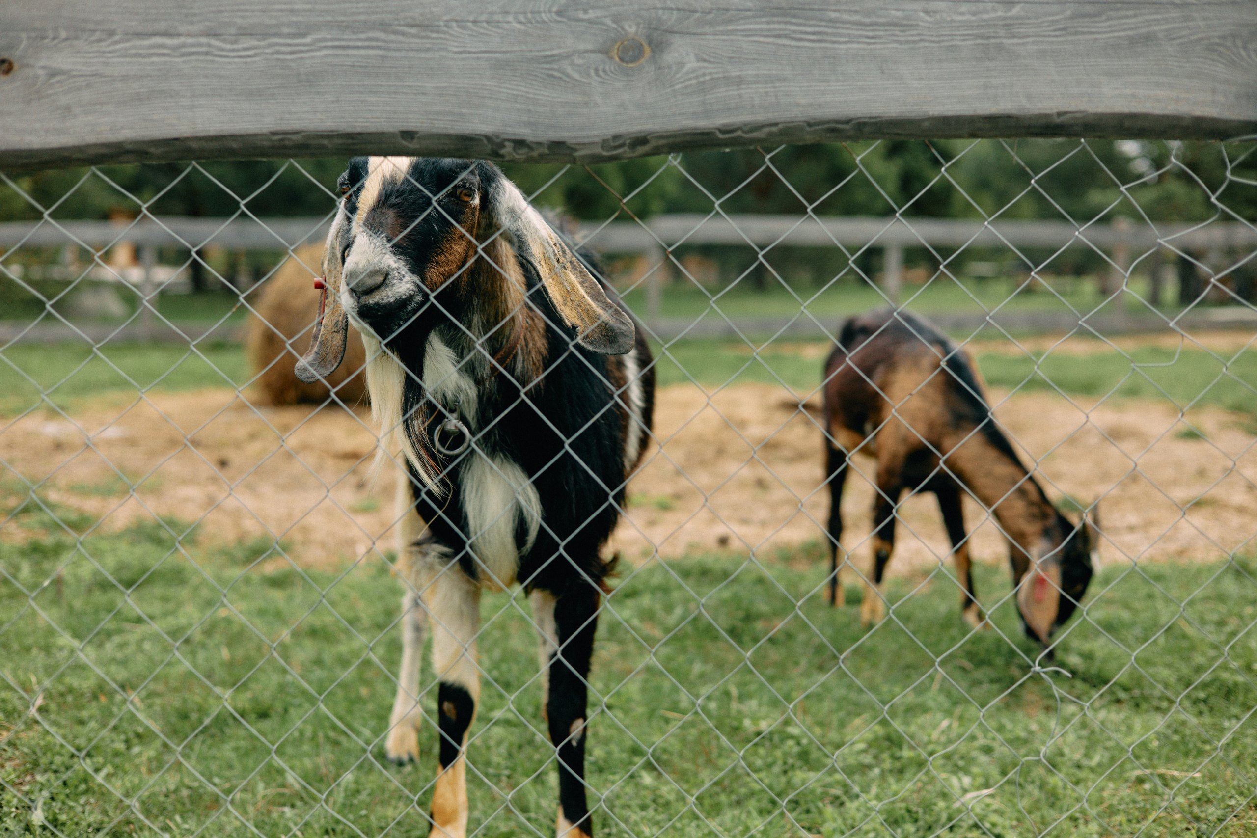Бутик-отель Поле летом. Профессиональный Фотограф во Владимире, в Москве и в Суздале — Полина Романычева