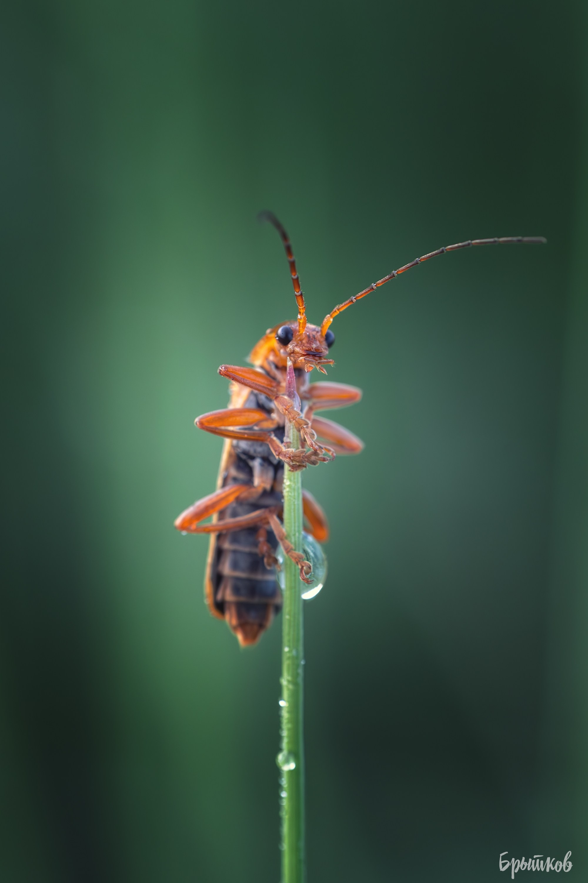 Макрофото. Николай Брытков — фотограф в Туле