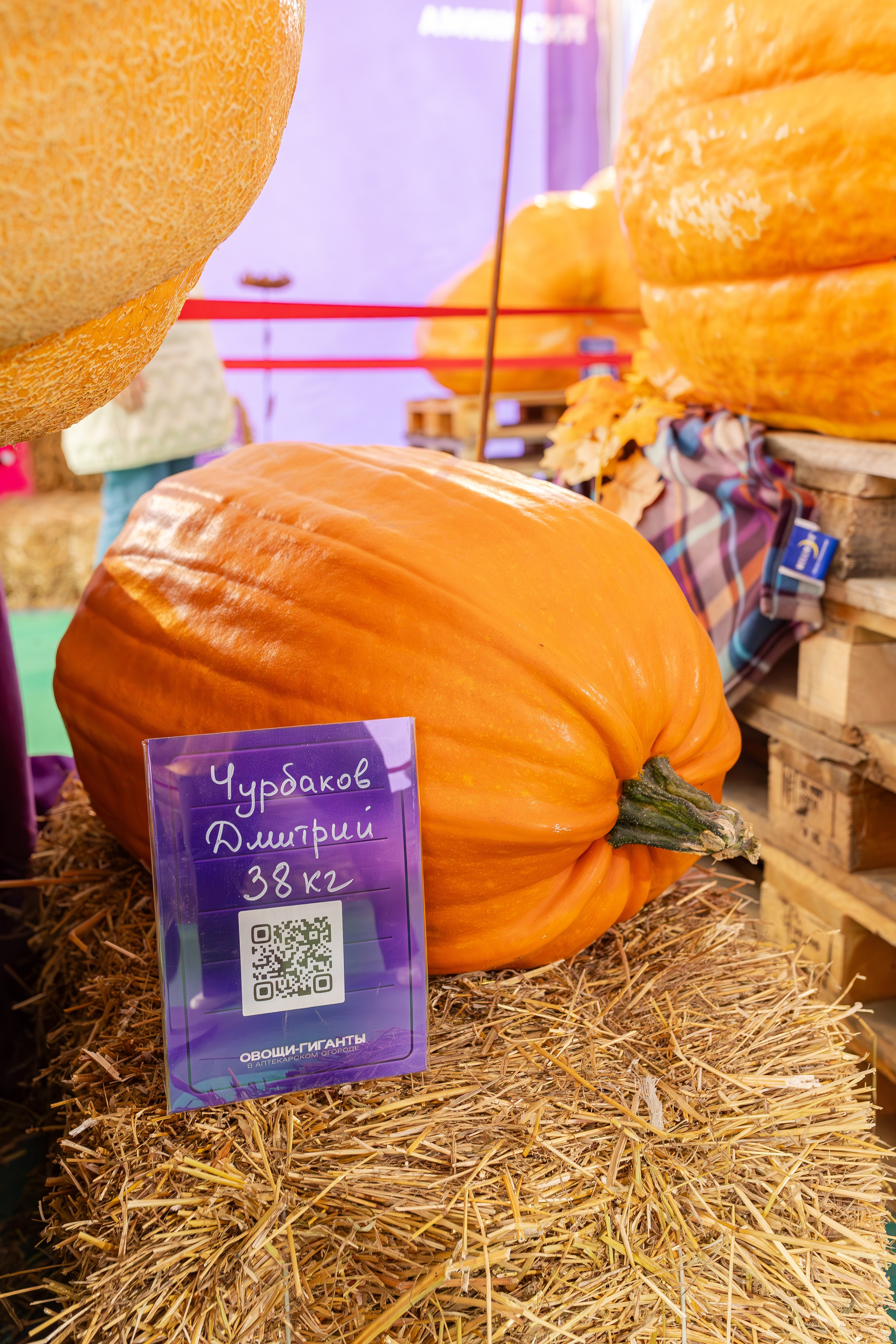 Овощи-гиганты. Александра Куликова фотограф, Москва