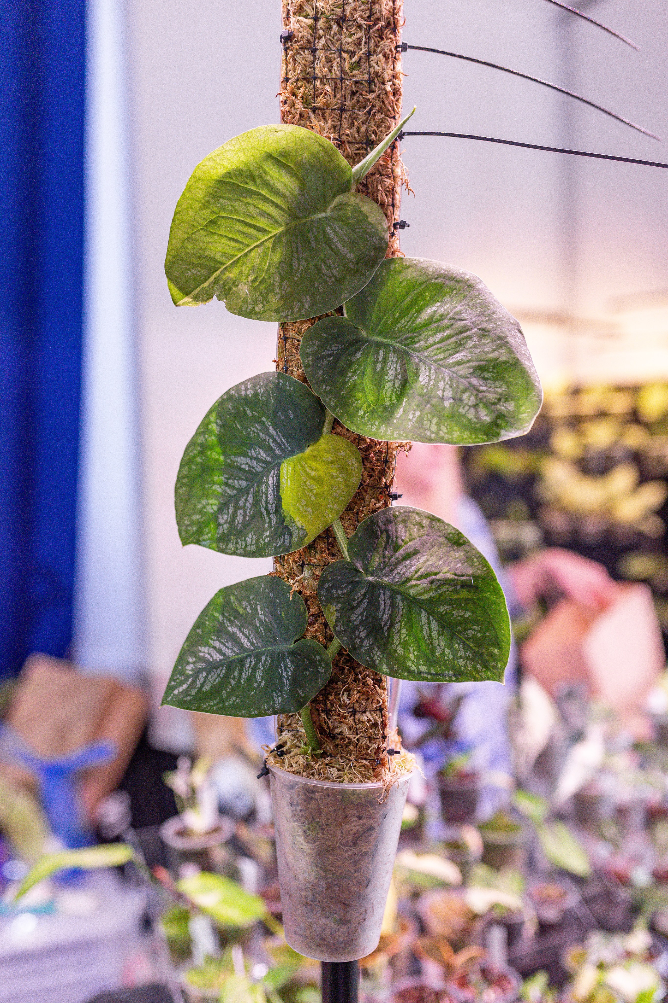 Орхидиум 12.2025. Александра Куликова фотограф, Москва