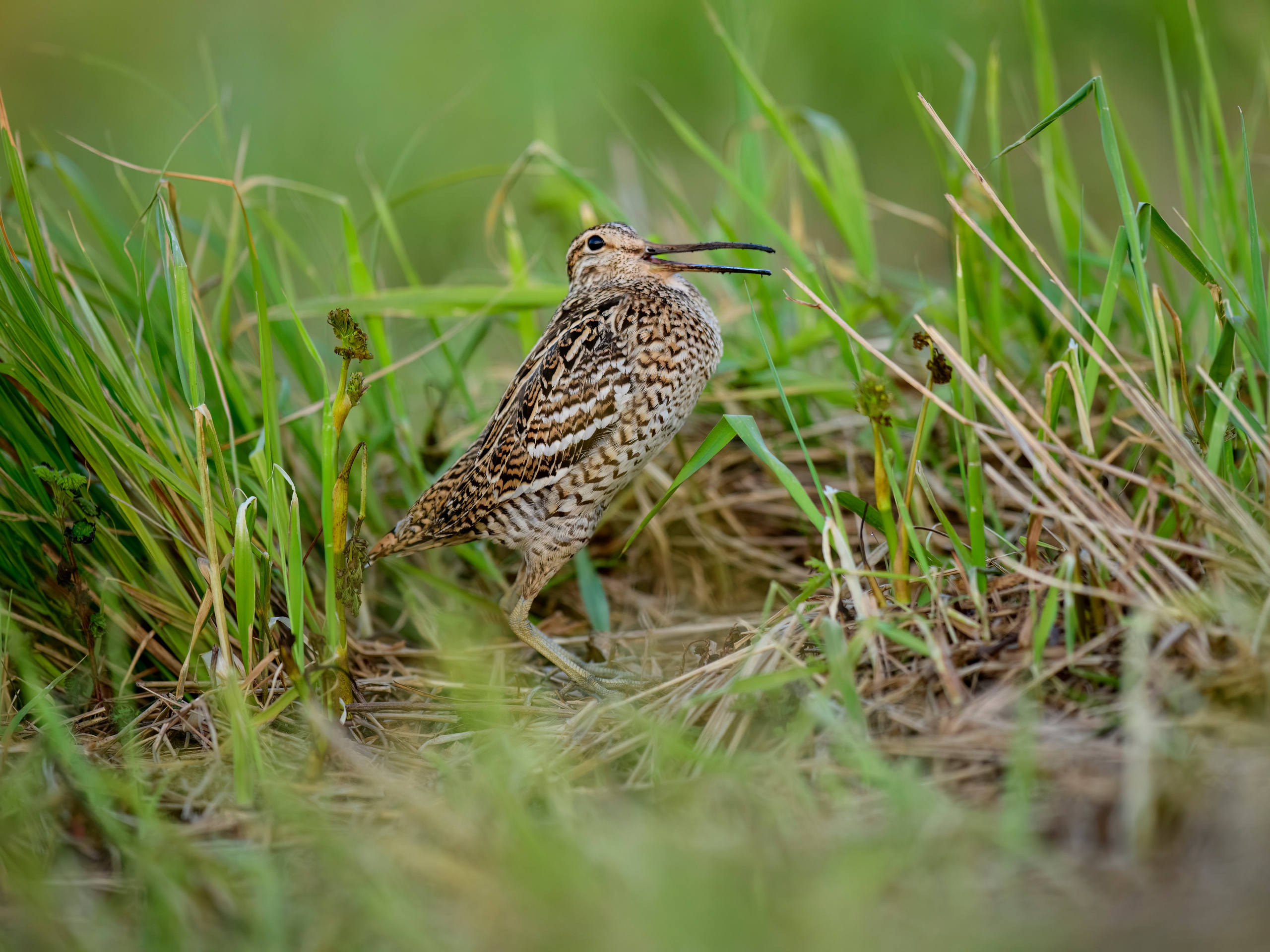 На дупелином току. Фотограф Сергей Пупонин