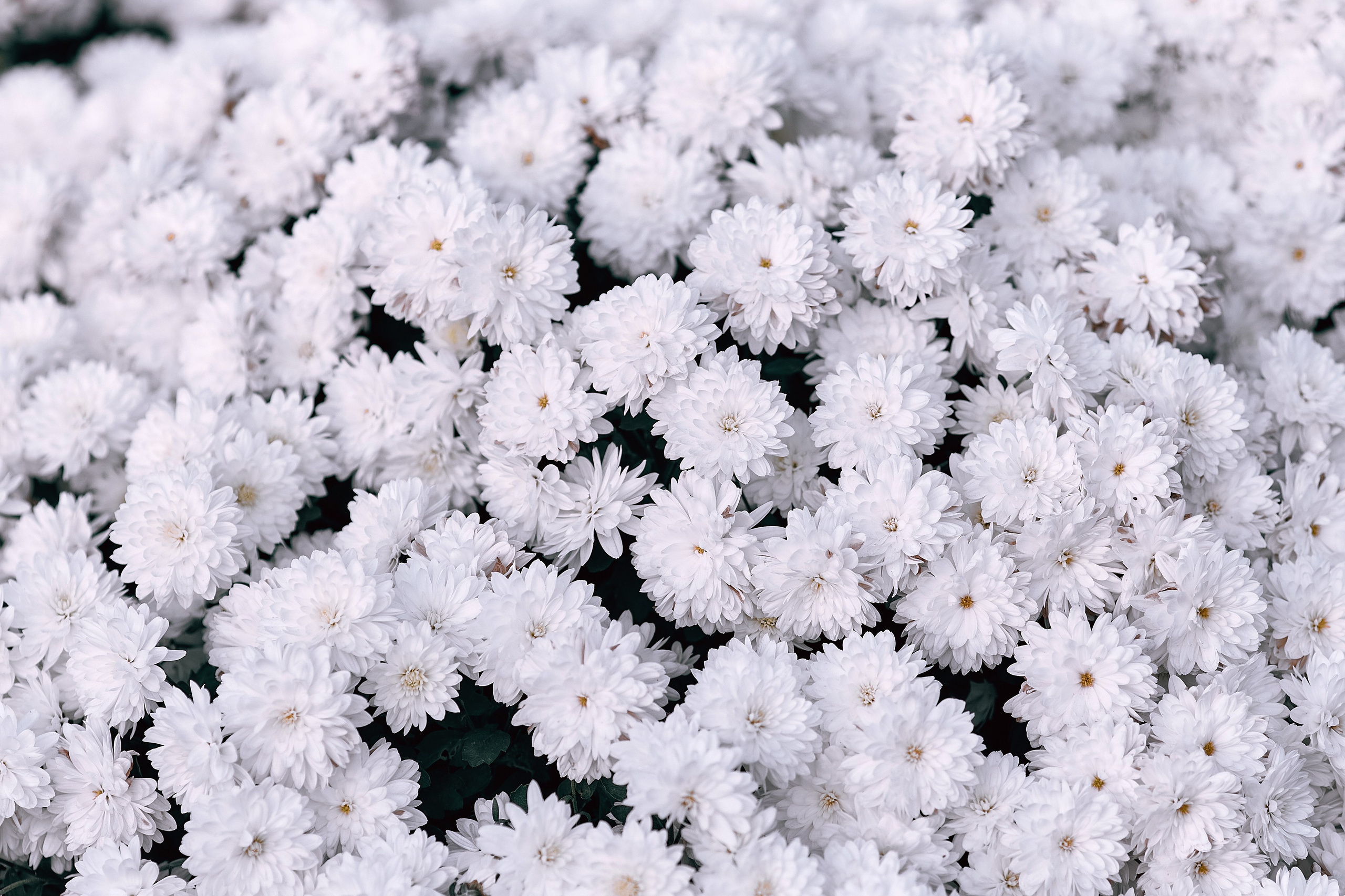 Хризантема мультифлора трики Вайт, она же хризантема корейская