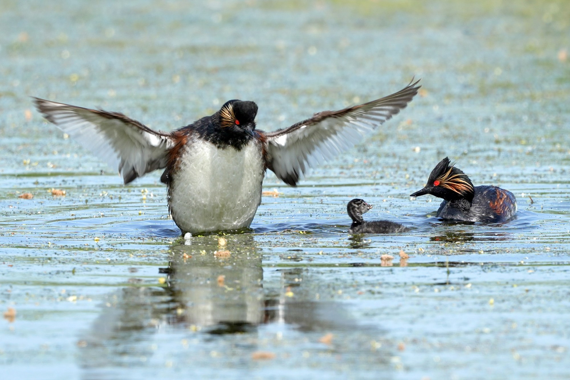 Удивительные мир птиц. Вокруг нас столько прекрасного — присмотритесь!. Ваш личный фотограф Марина Волкова
