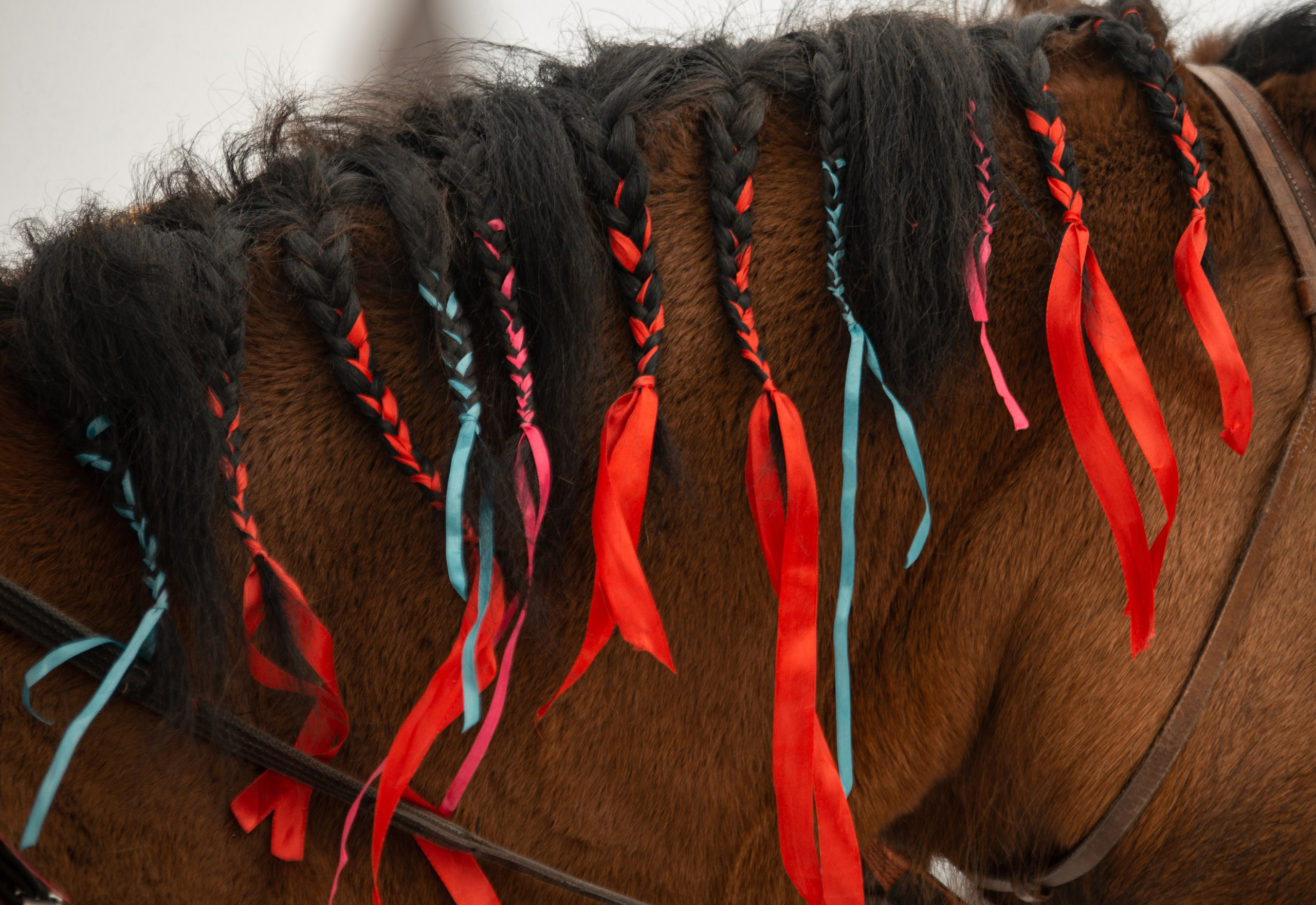 Масленица в Родославном. Конный фотограф в Саратове Юлия Иванова