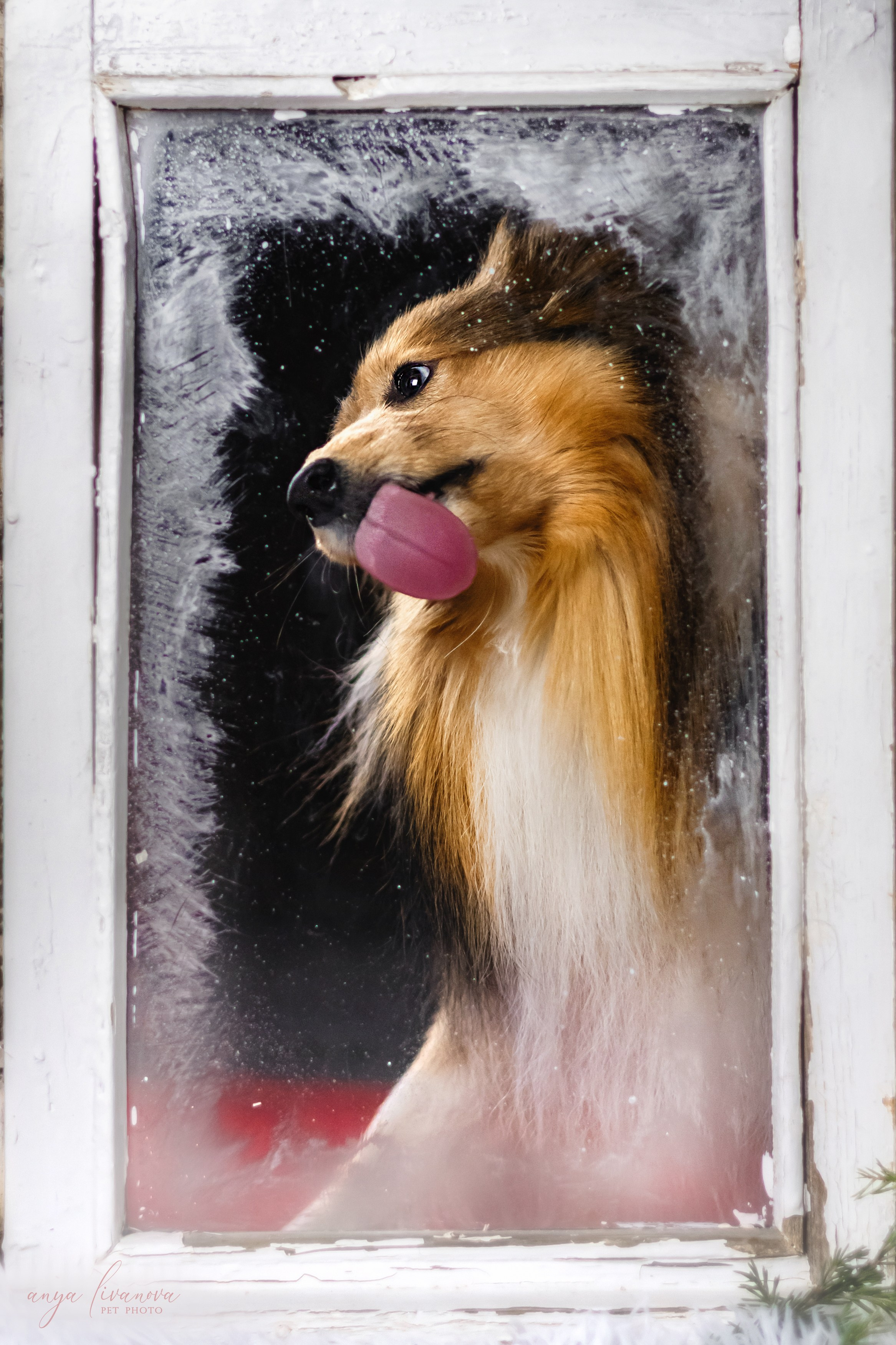 Окошко. Фотограф анималист Аня Ливанова | Рыбинск