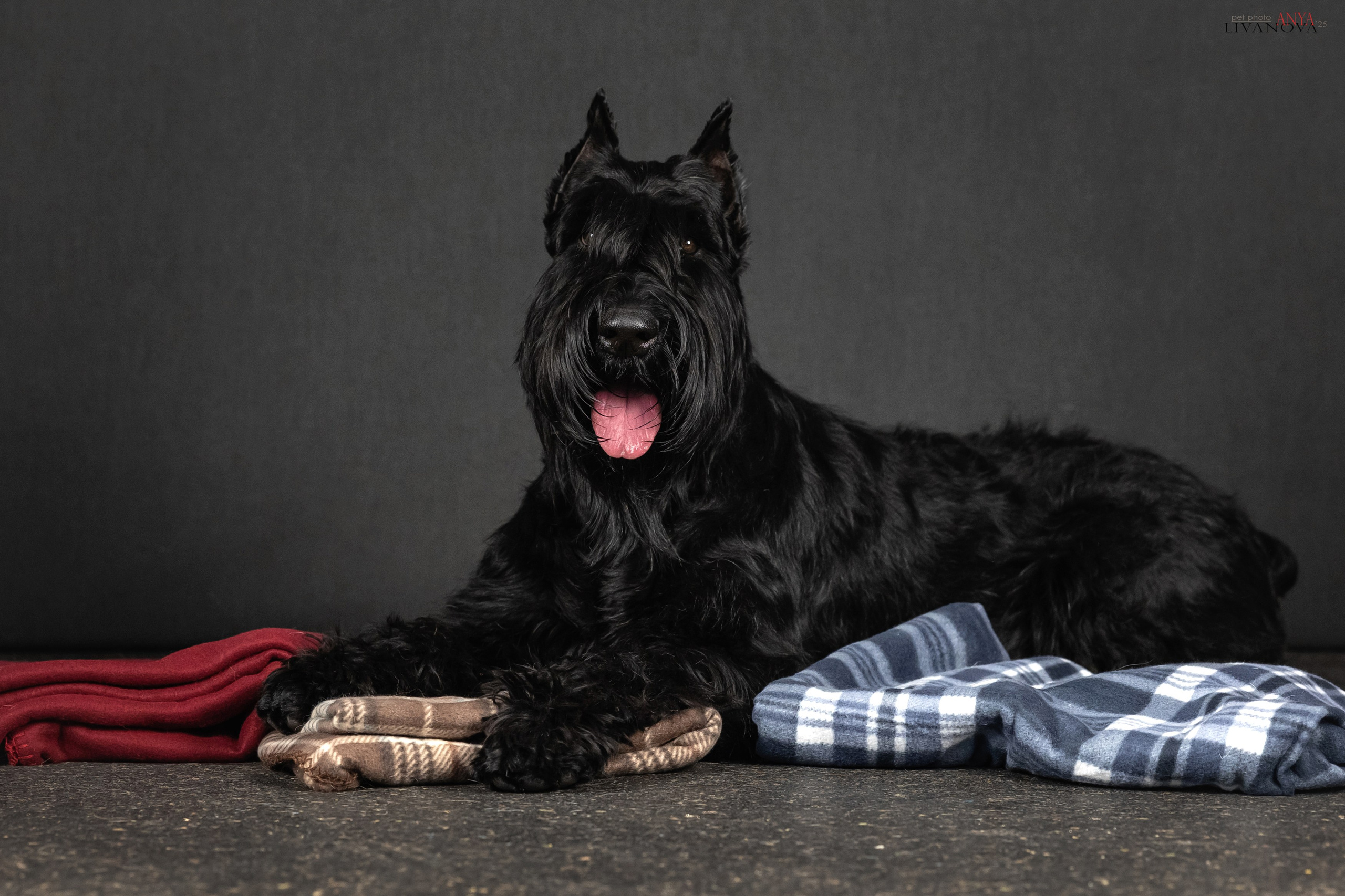 Берта. Фотограф анималист Аня Ливанова | Рыбинск