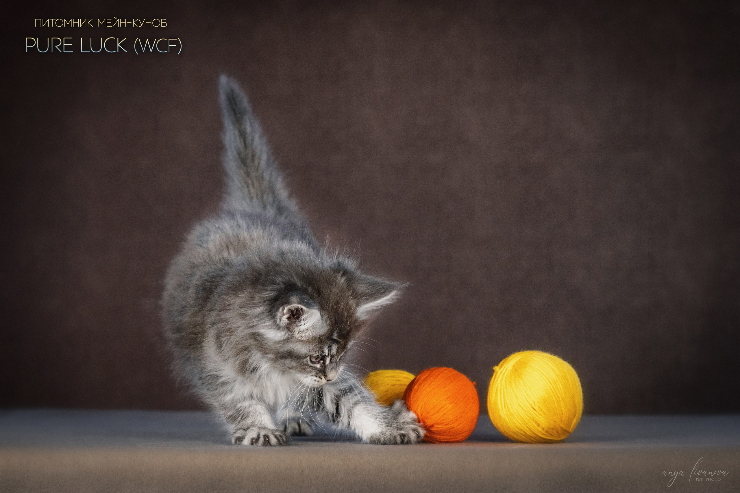 Мейнкуны. Фотограф анималист Аня Ливанова | Рыбинск