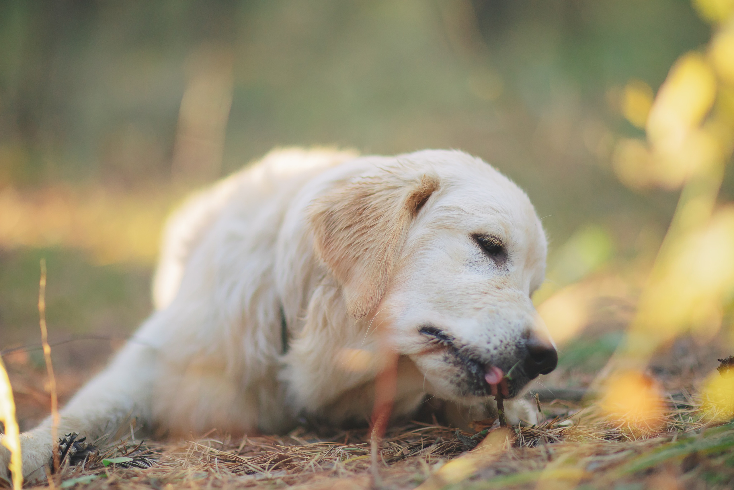 Снежик и Веста. Свадебный и женский фотограф