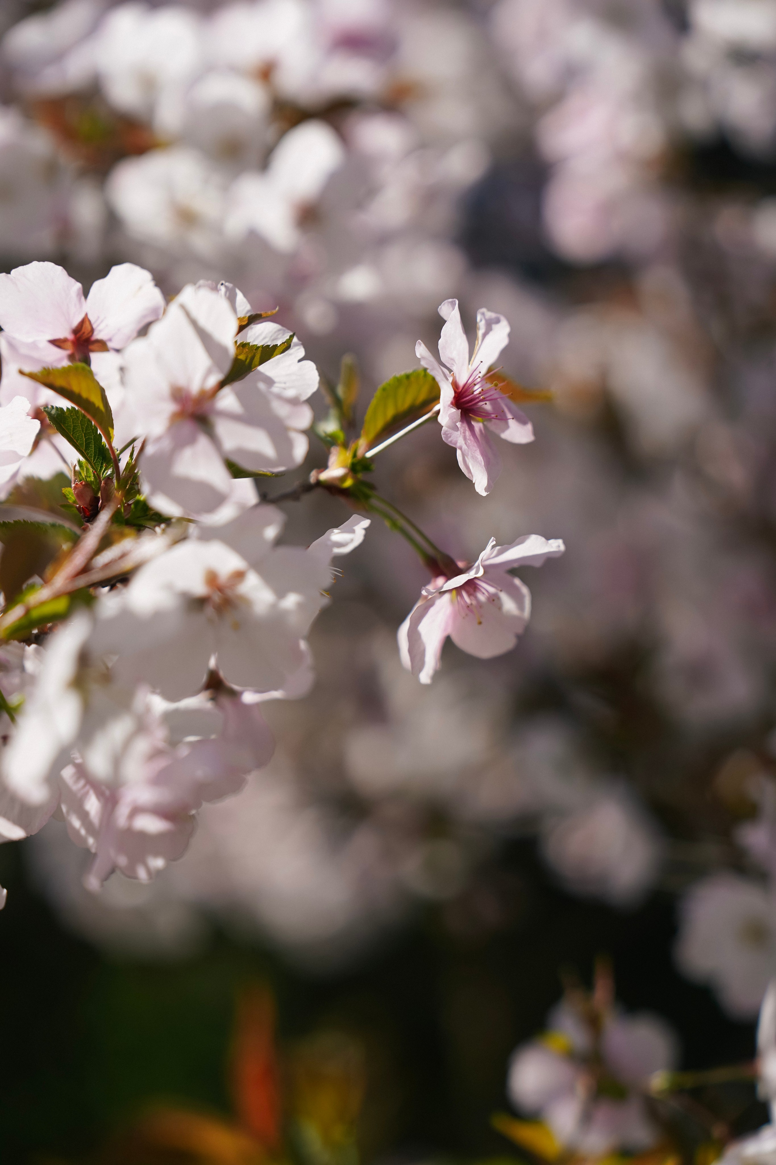 Ева в Саду. Фотограф с психологическим образованием