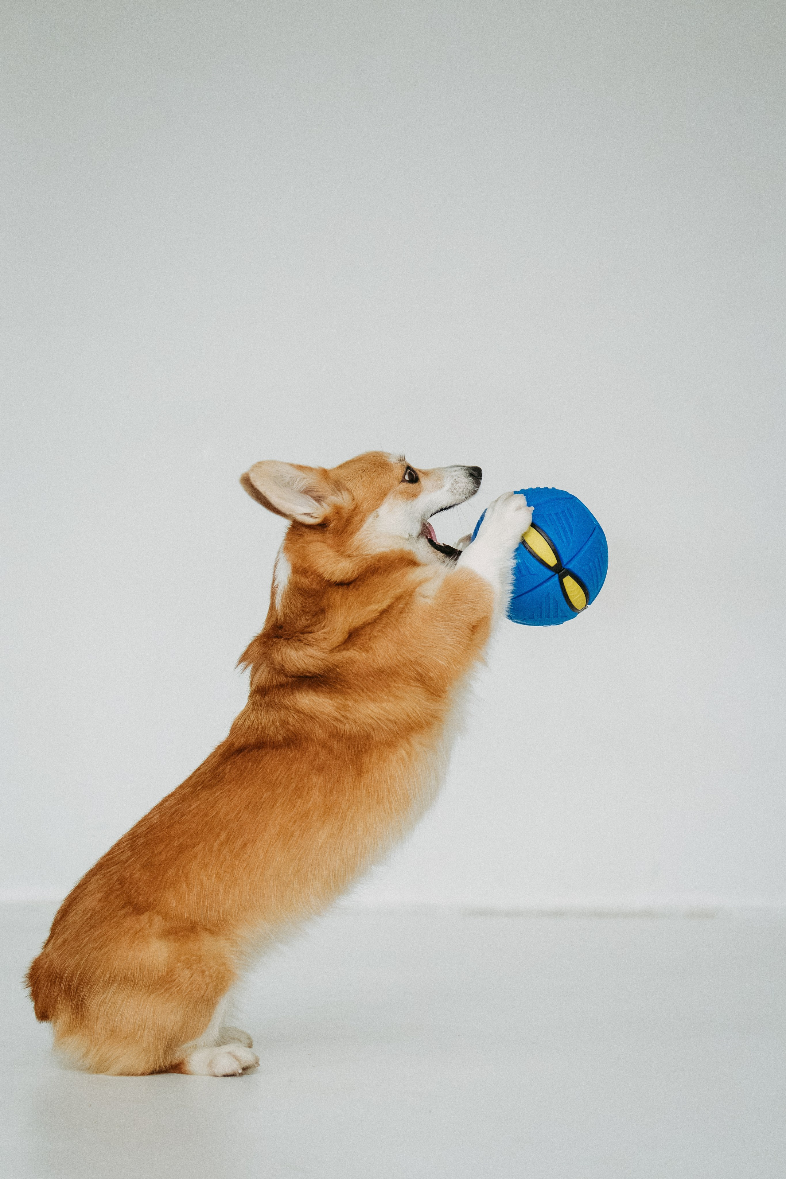 Мячи-попрыгуны. Фотораф — анималист Мария Шистка