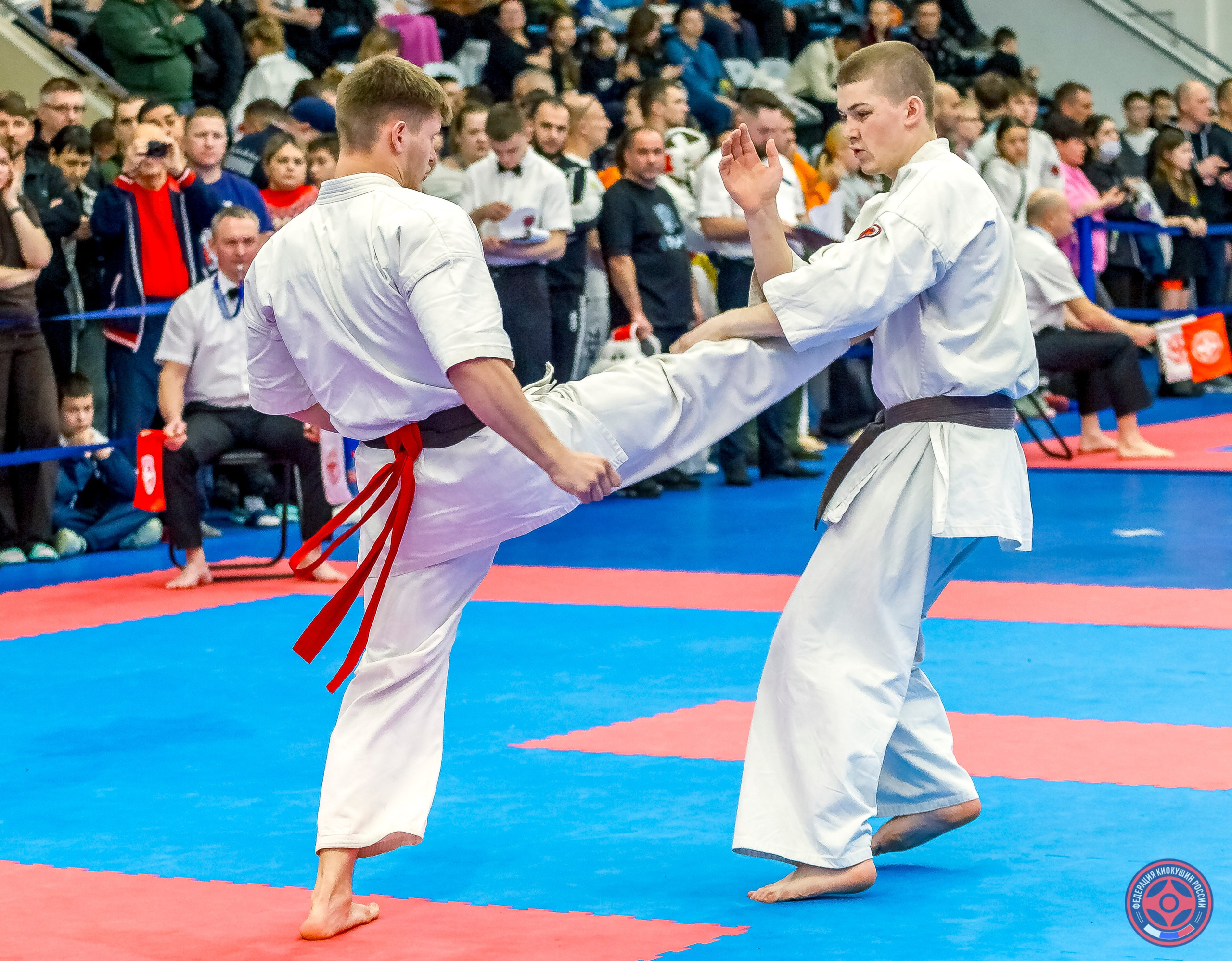 Международный турнир по киокушин «Открытый кубок Seiken». Репортажная съемка в Москве и области. Анималистика